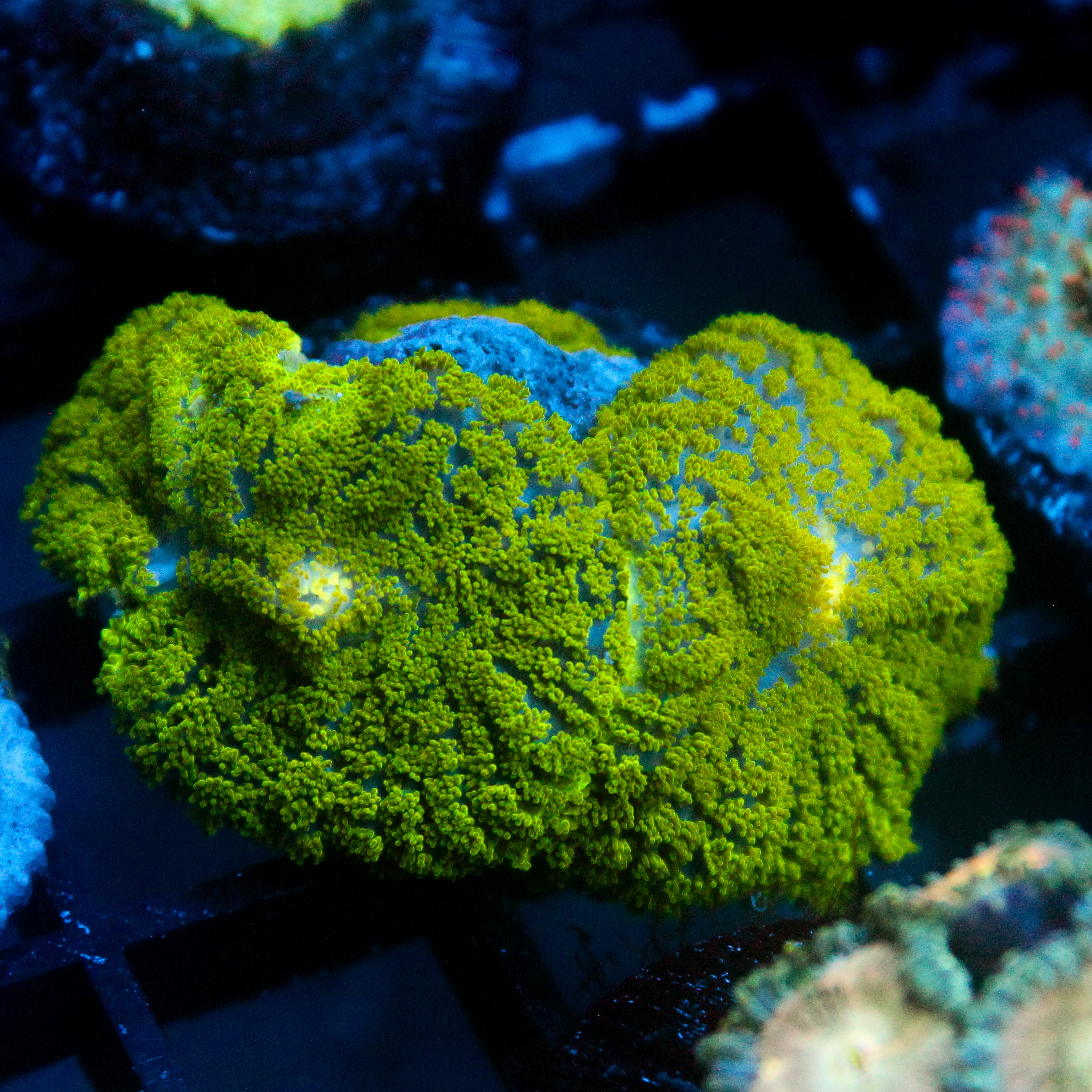 JC Neon Green Rhodactis Double