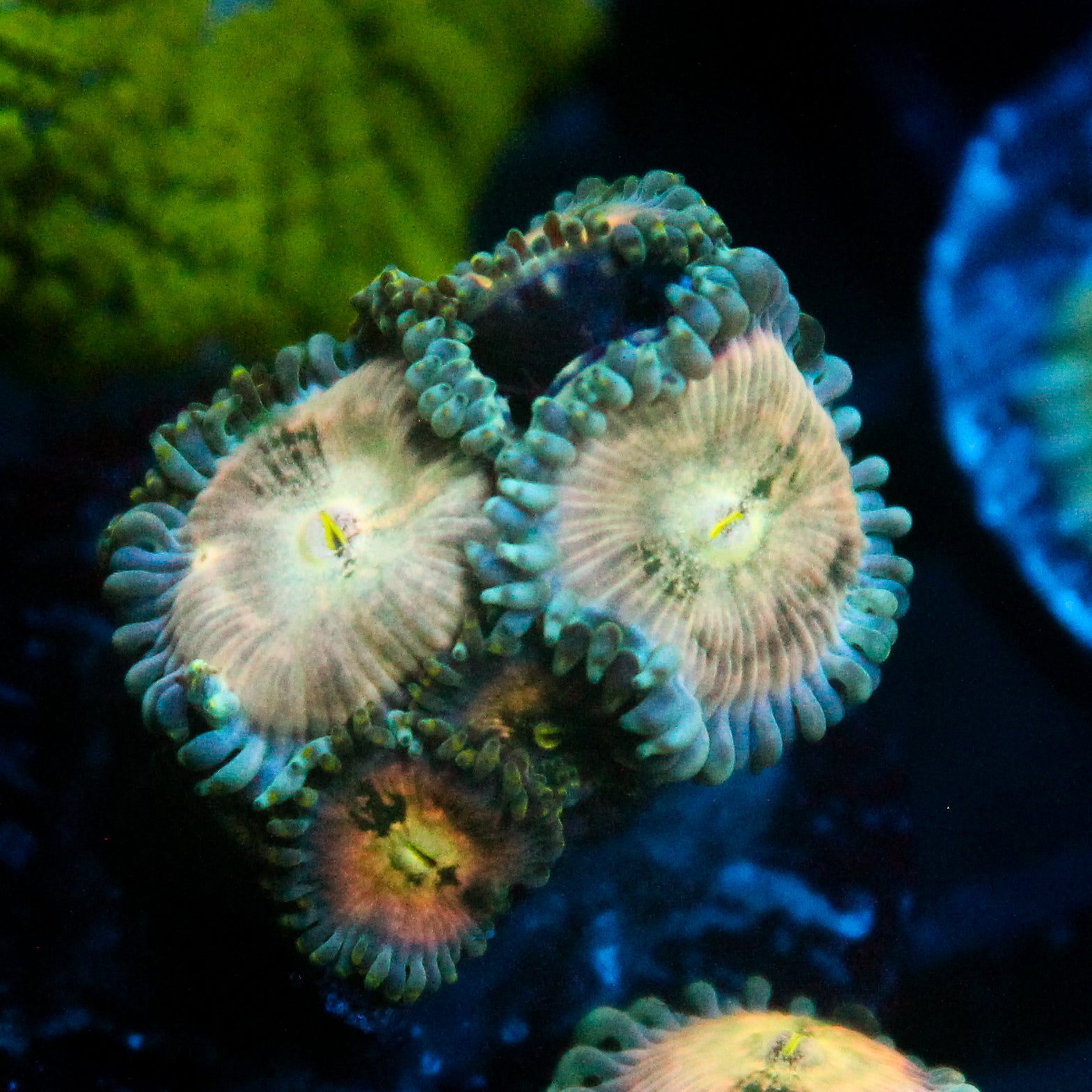 JC Hawaiian Ding Dang Zoanthid