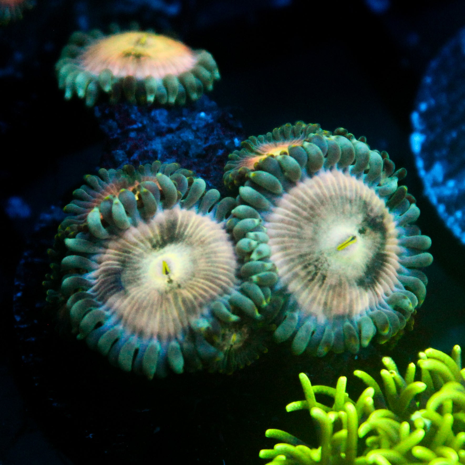 JC Hawaiian Ding Dang Zoanthid