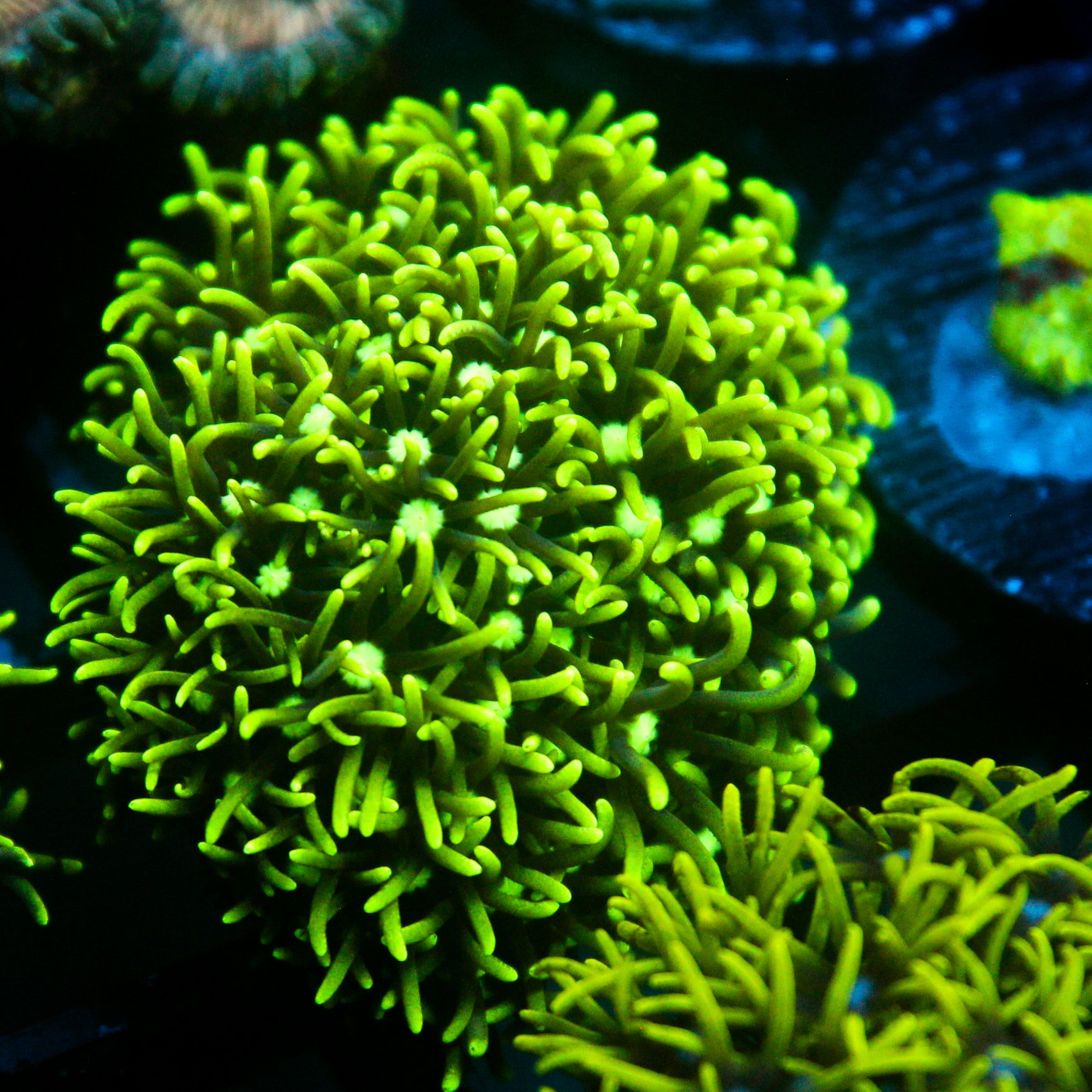 JC GSP