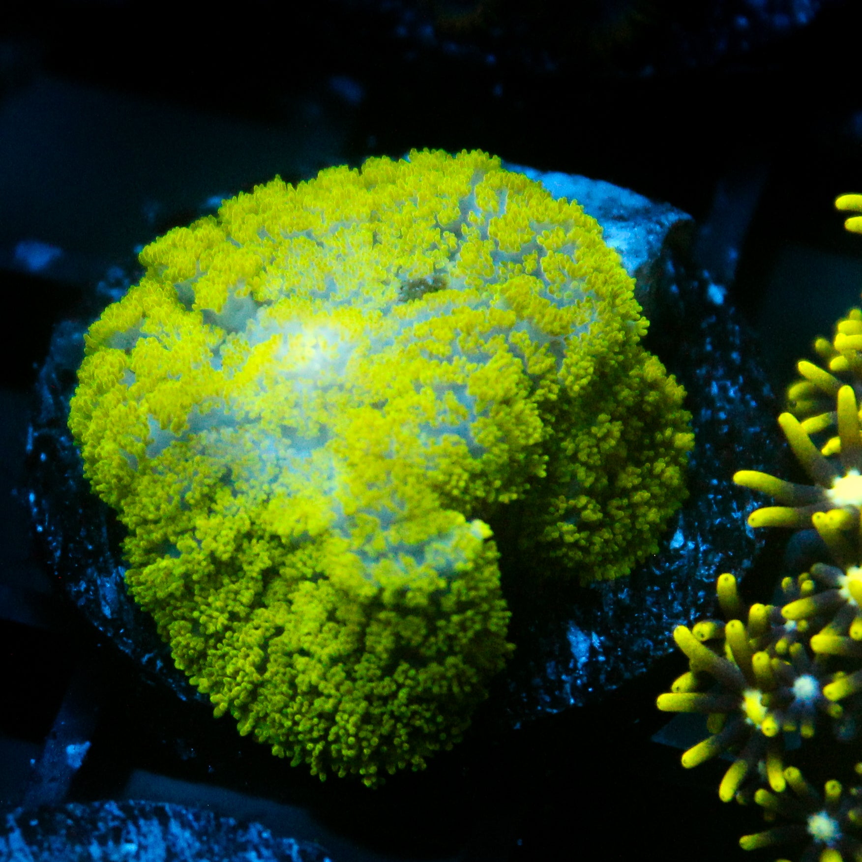 JC Neon Green Rhodactis