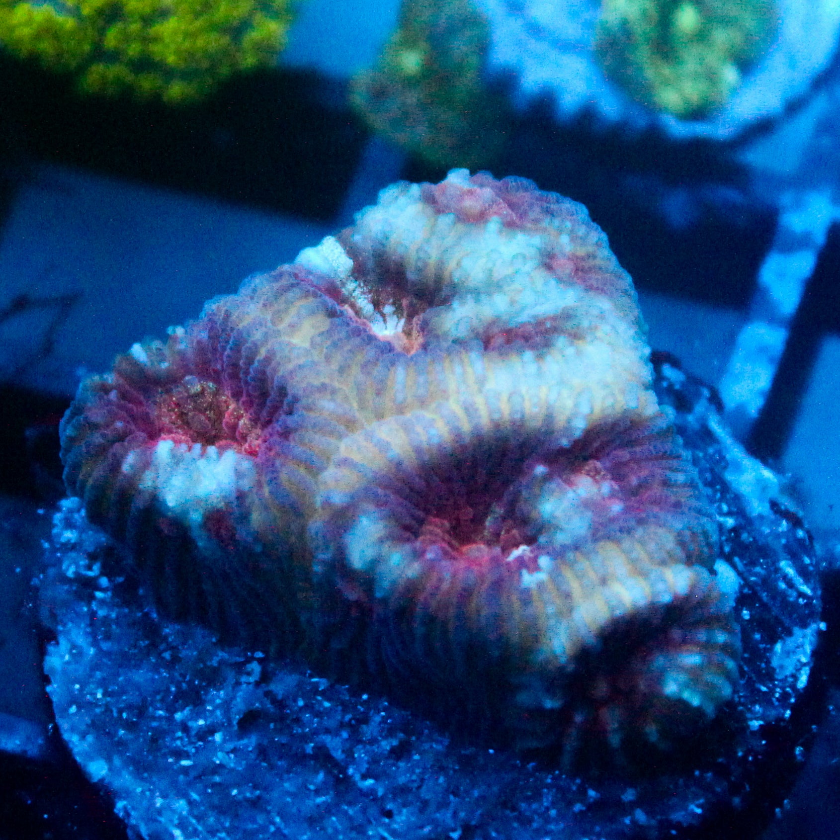 JC War Torn Favia