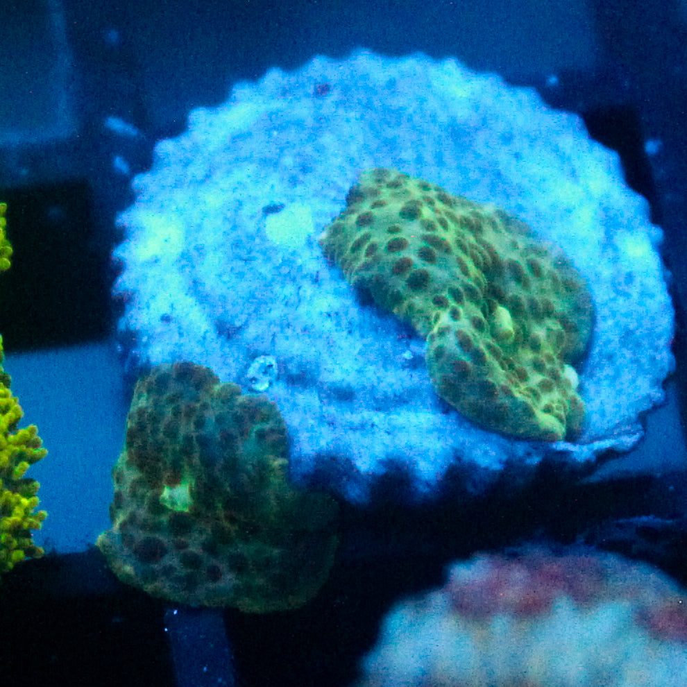 JC Frog Skin Discosoma
