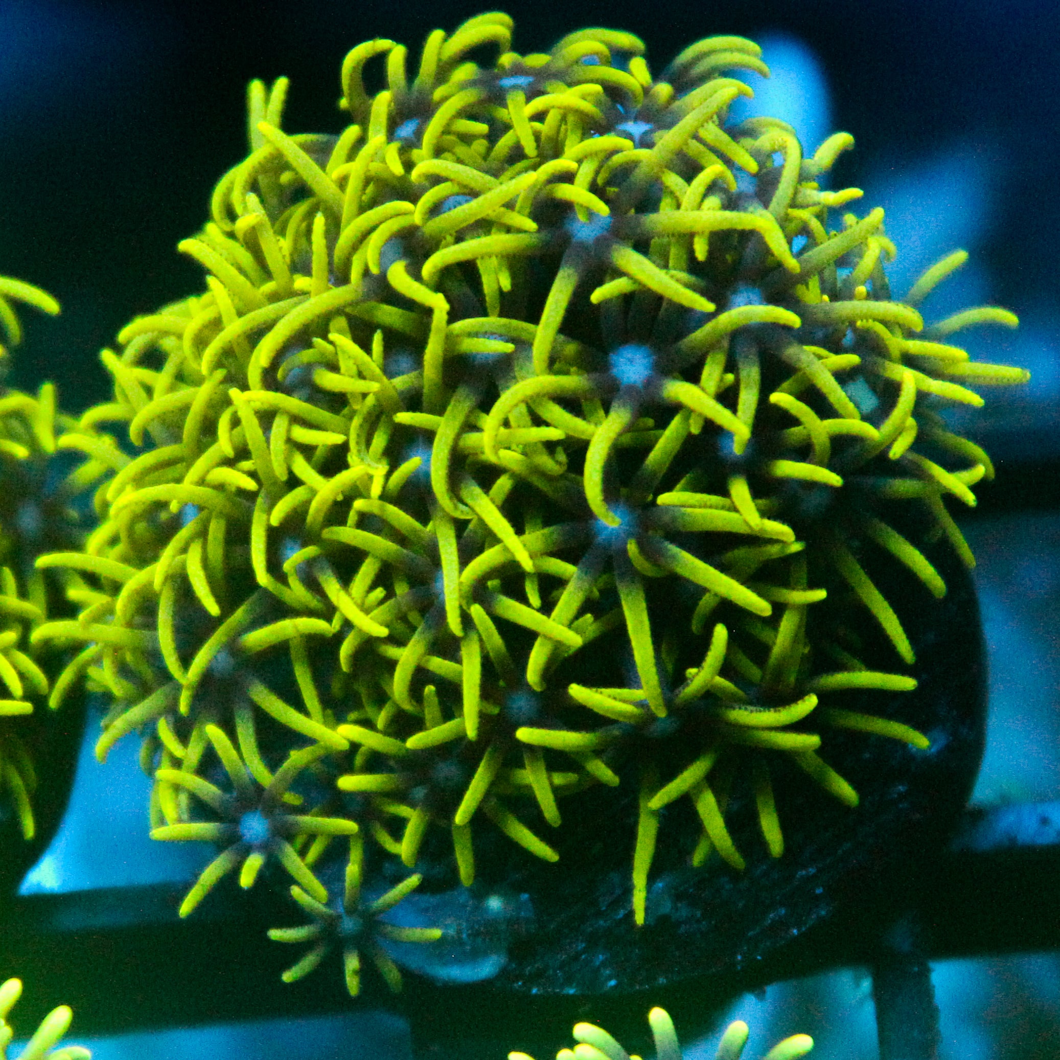 JC Lime Wire Gsp