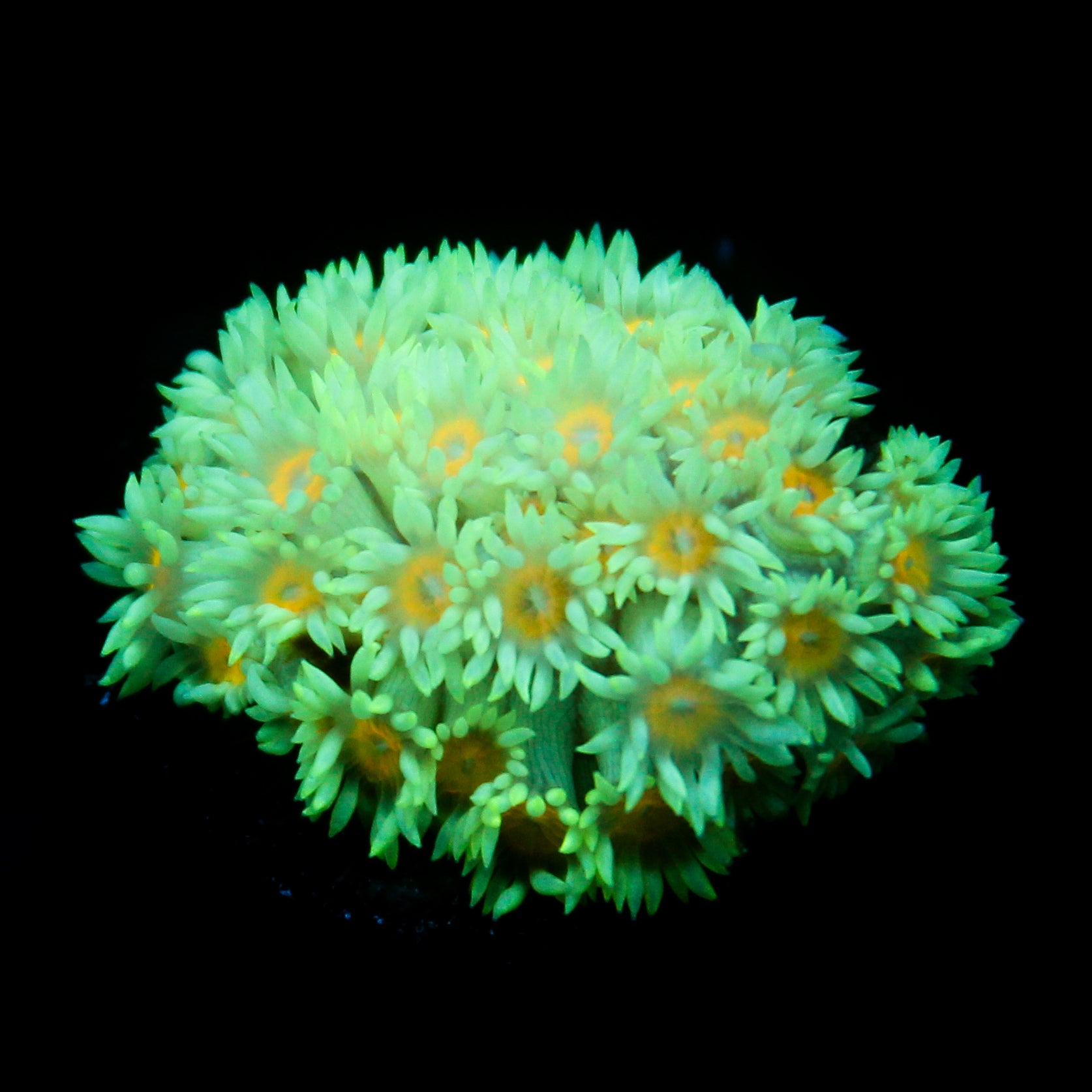 JC Sunflower Goni