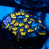 JC Solar Eclipse Zoanthid
