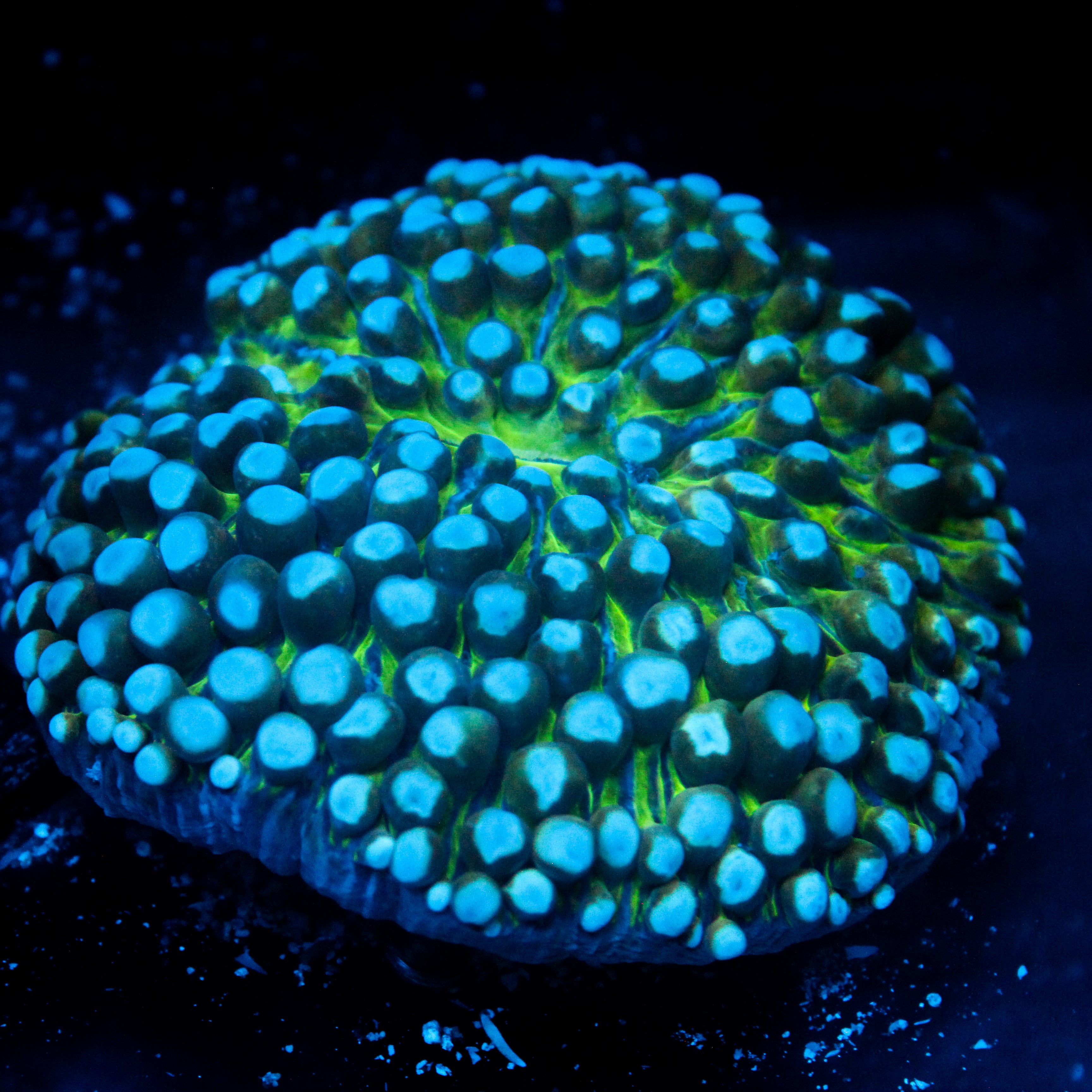 JC Sinestro Helio Fungia