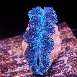 JC Biota Aquacultured Starlight Crocea