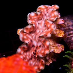 JC Biota Aquacultured Squamosa