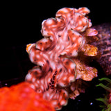 JC Biota Aquacultured Squamosa