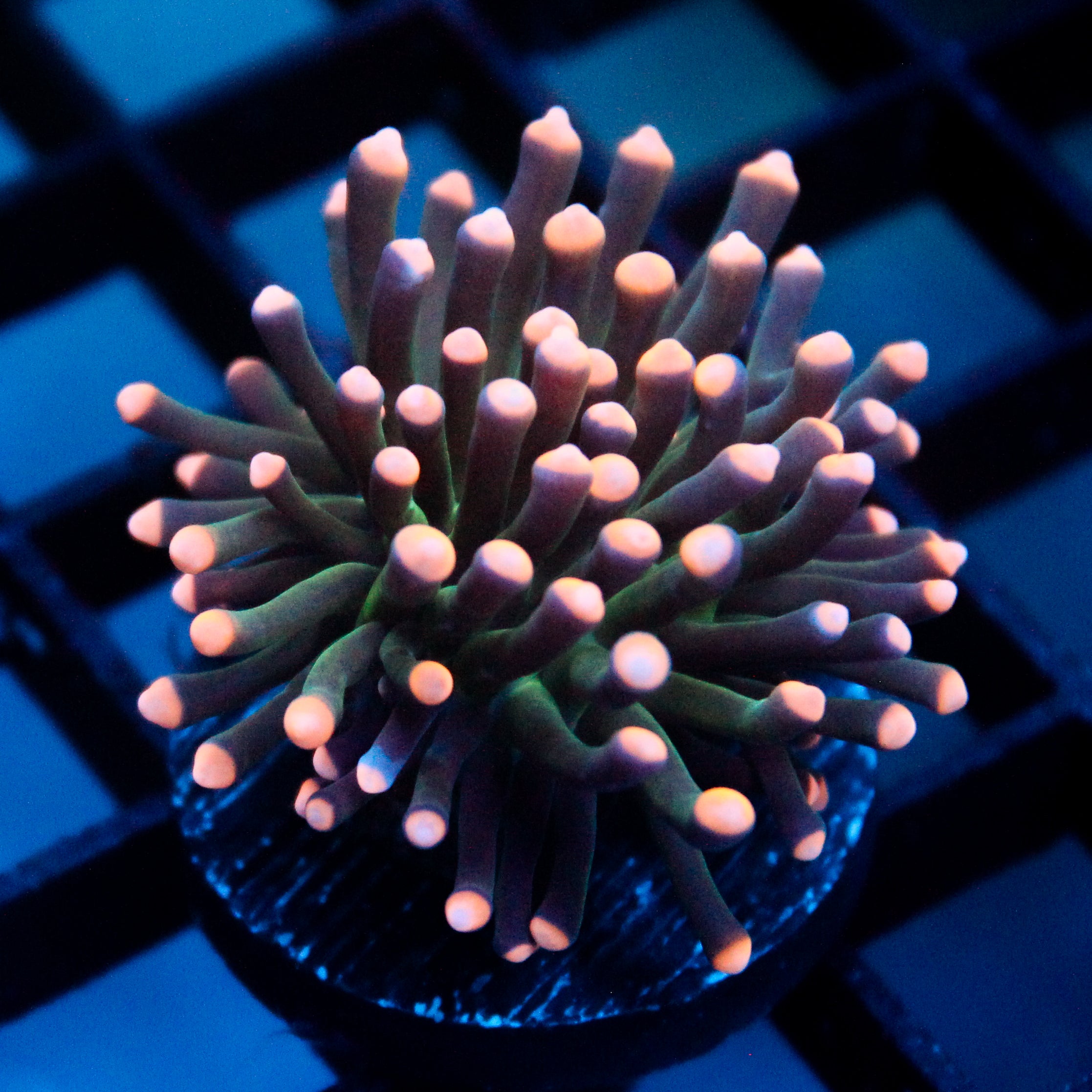 JC Pink Tip Hurricane Torch