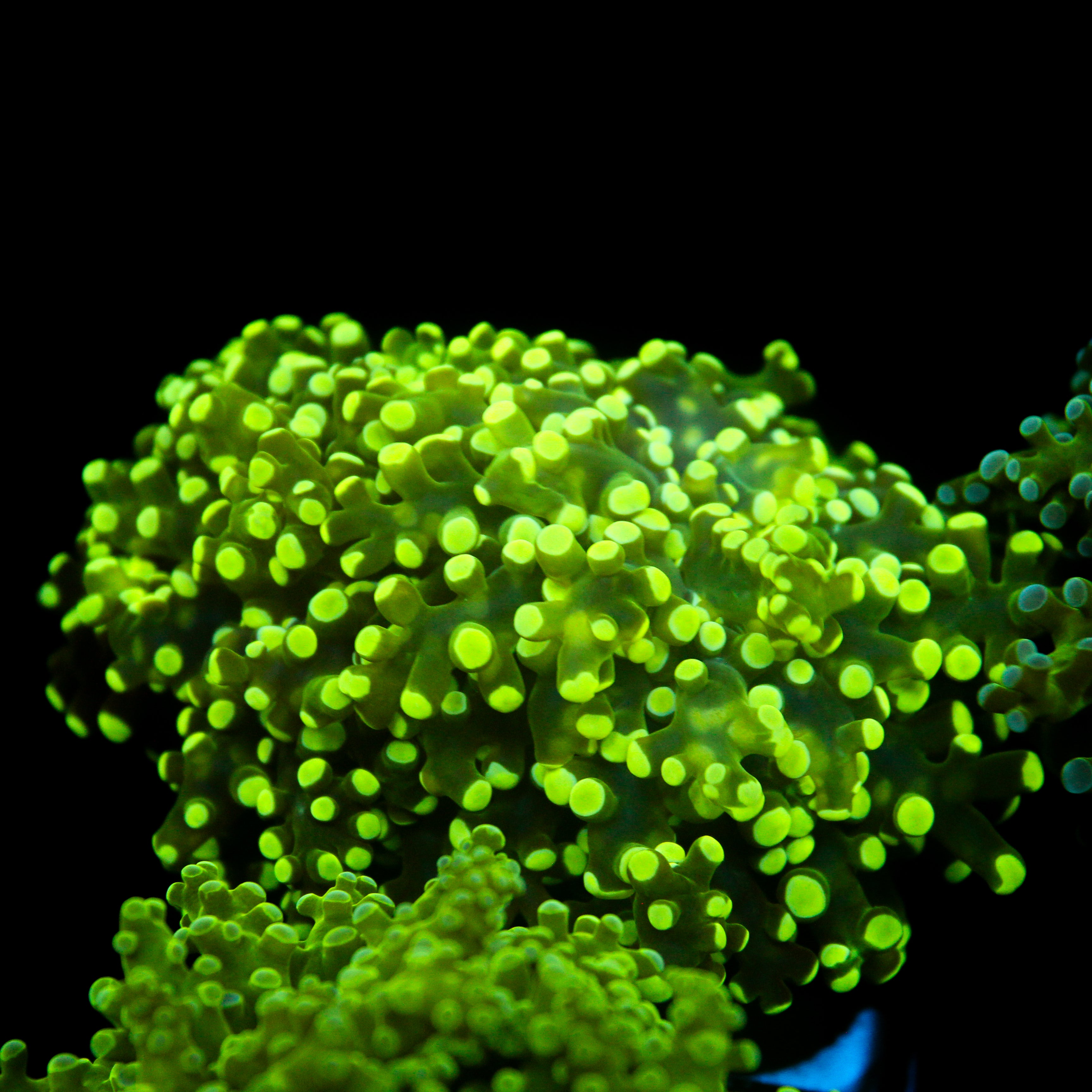 JC Neon Green Frogspawn