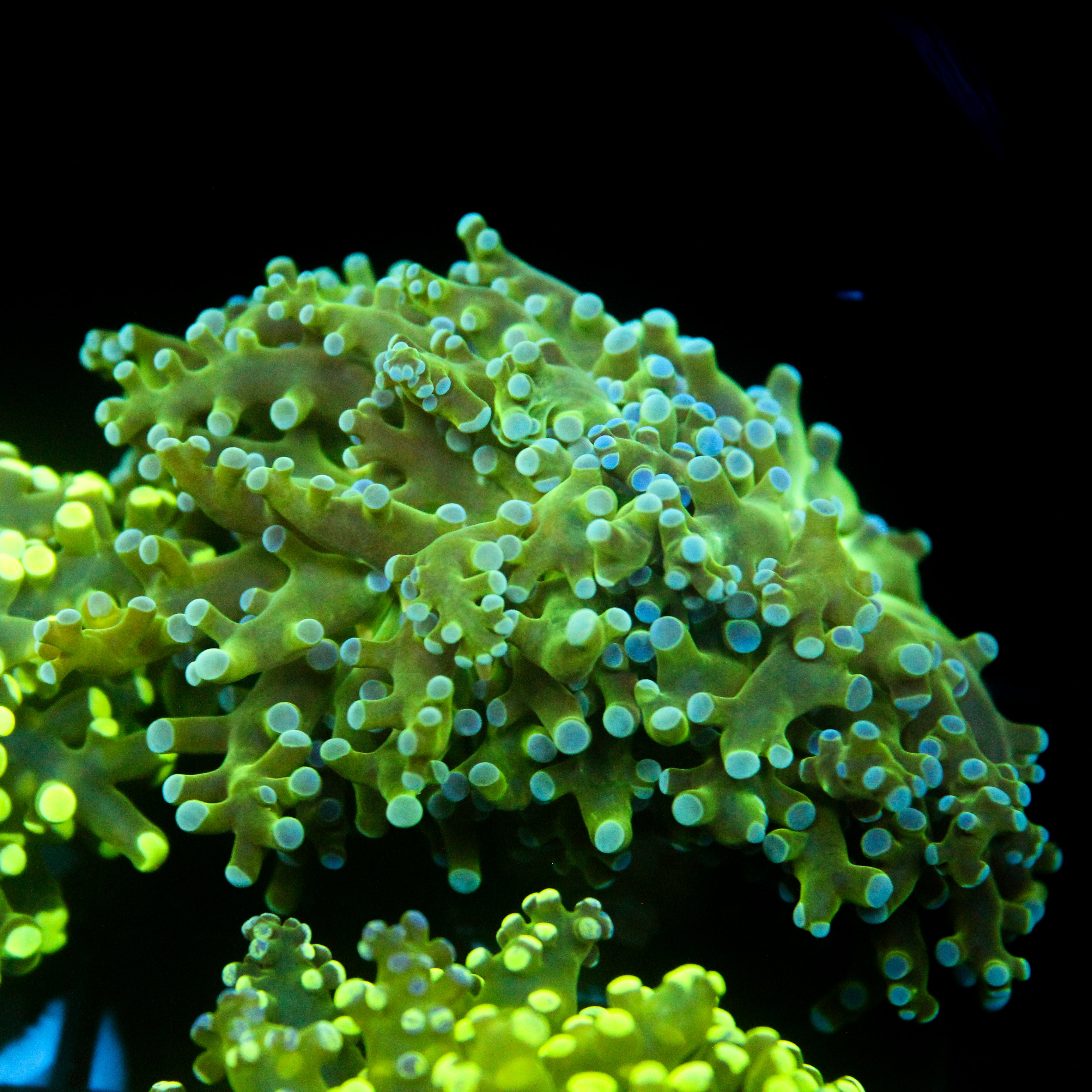 JC Hulk Buster Frogspawn