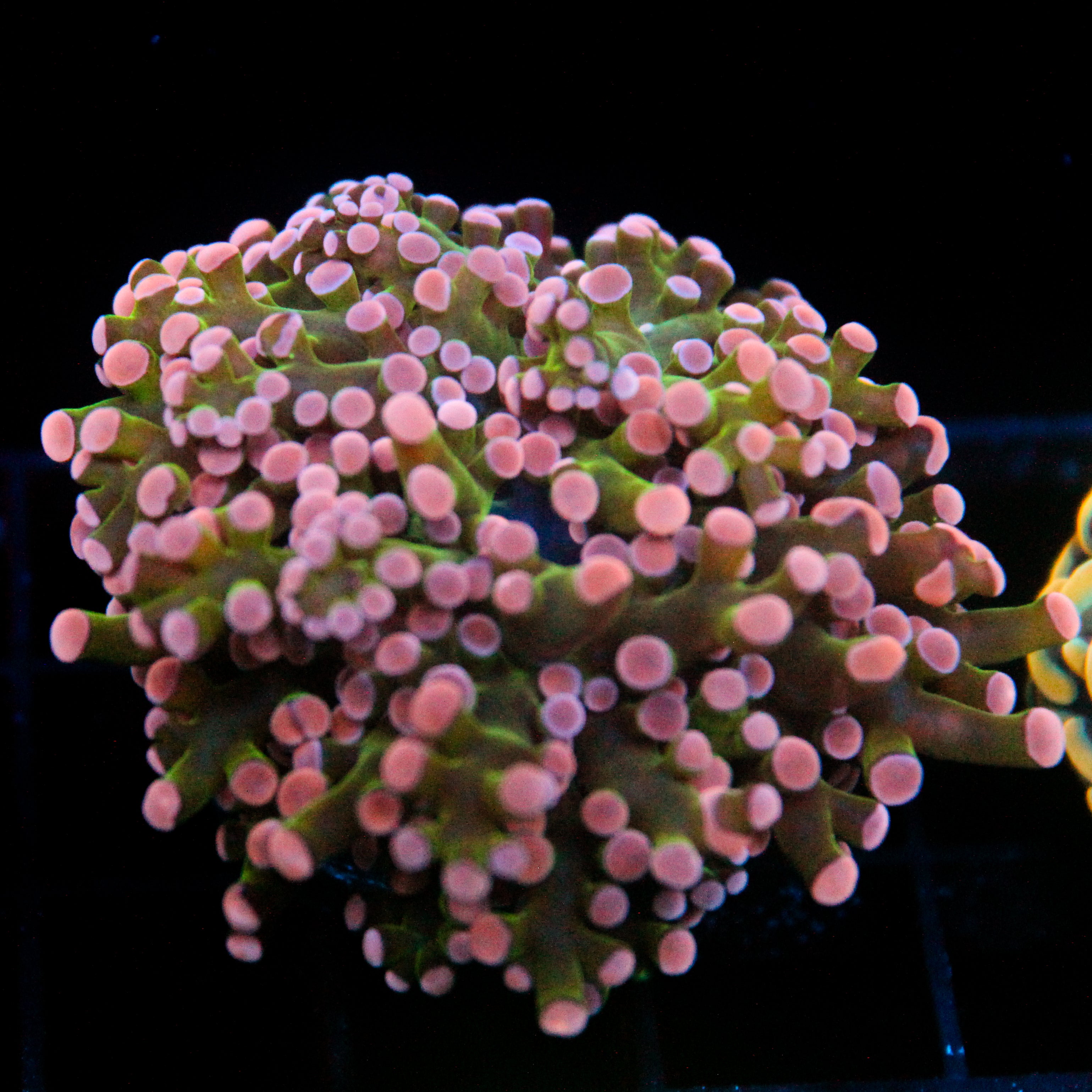 JC Pink Tip Frogspawn