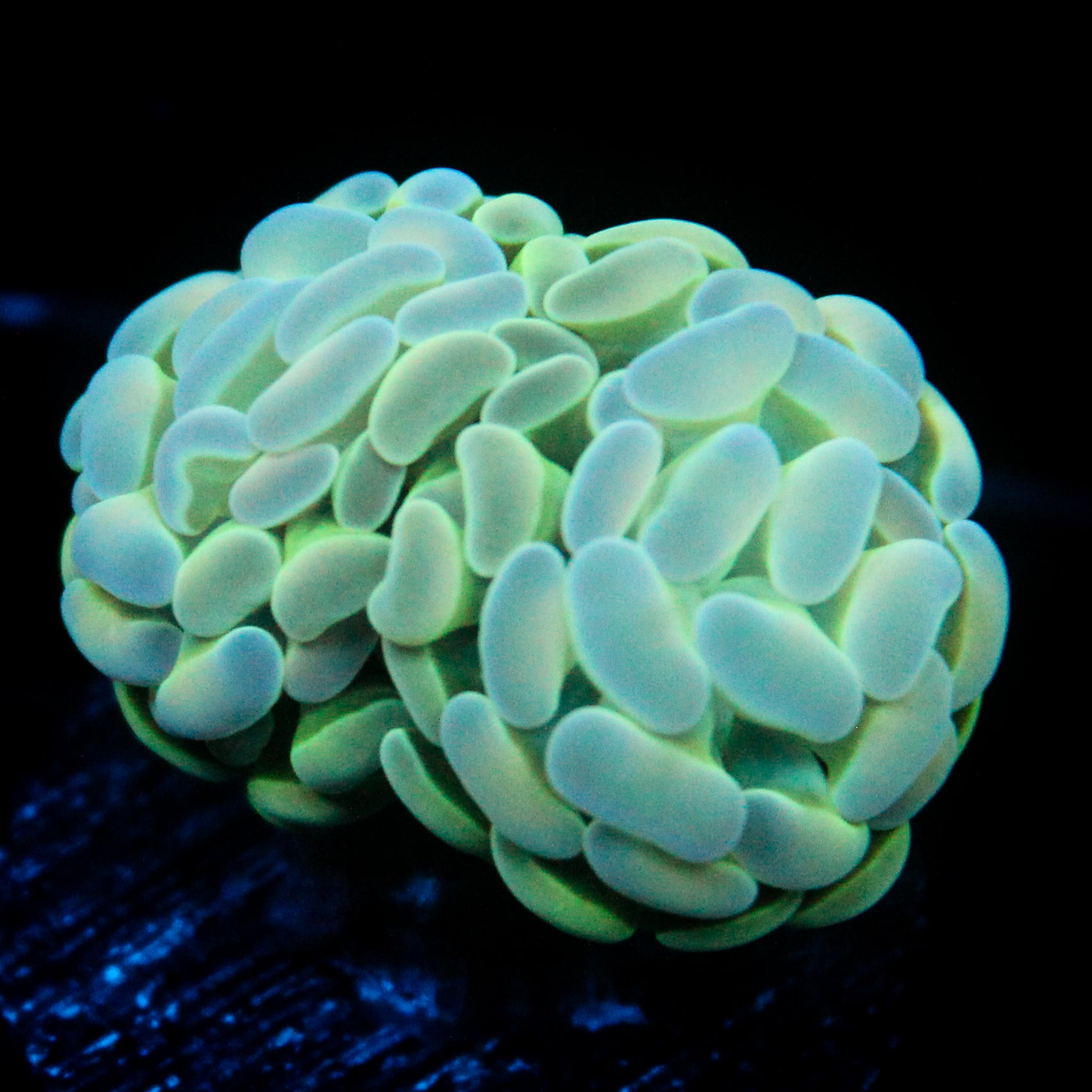 JC Alien Glow Hammer