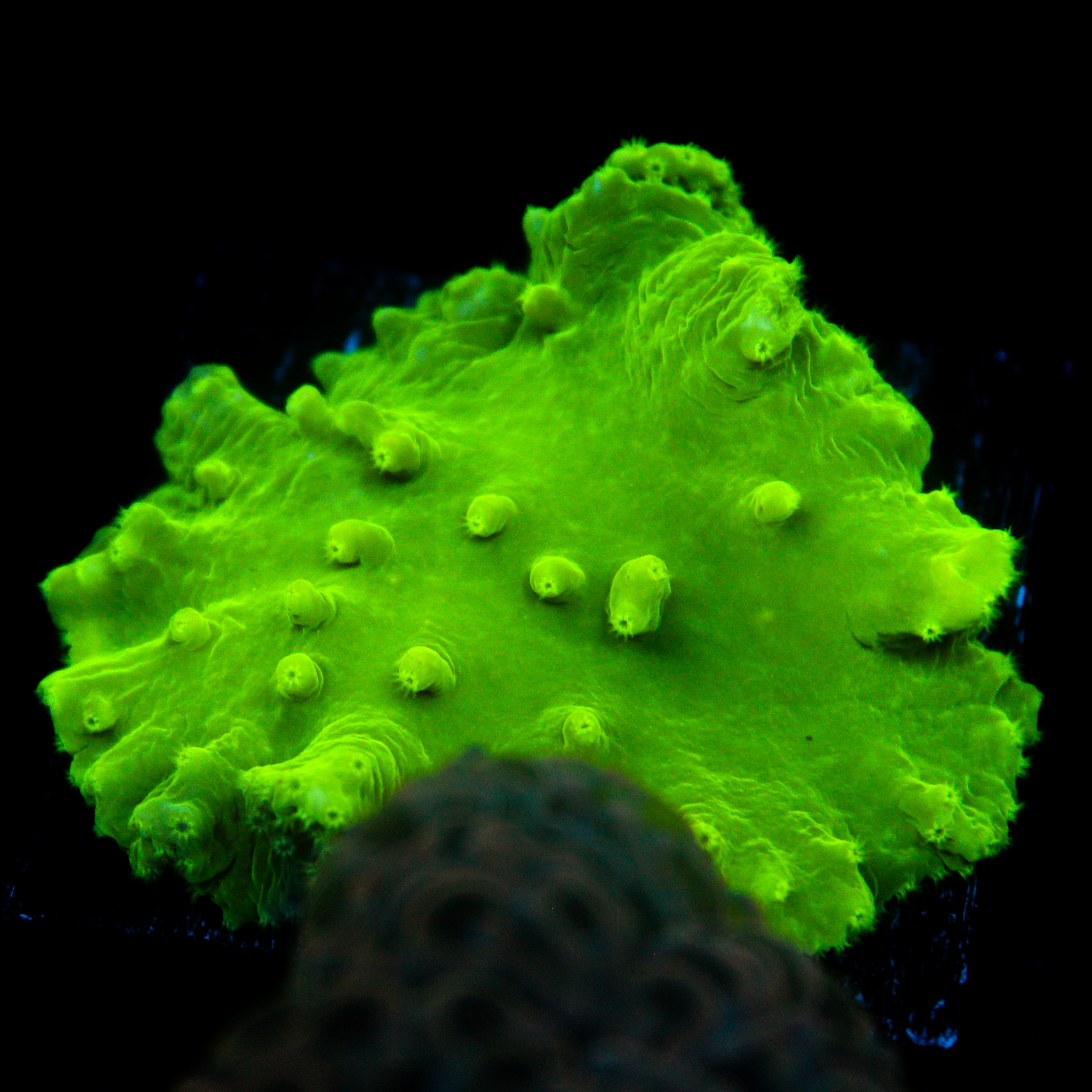 JC Neon Green Cabbage Coral