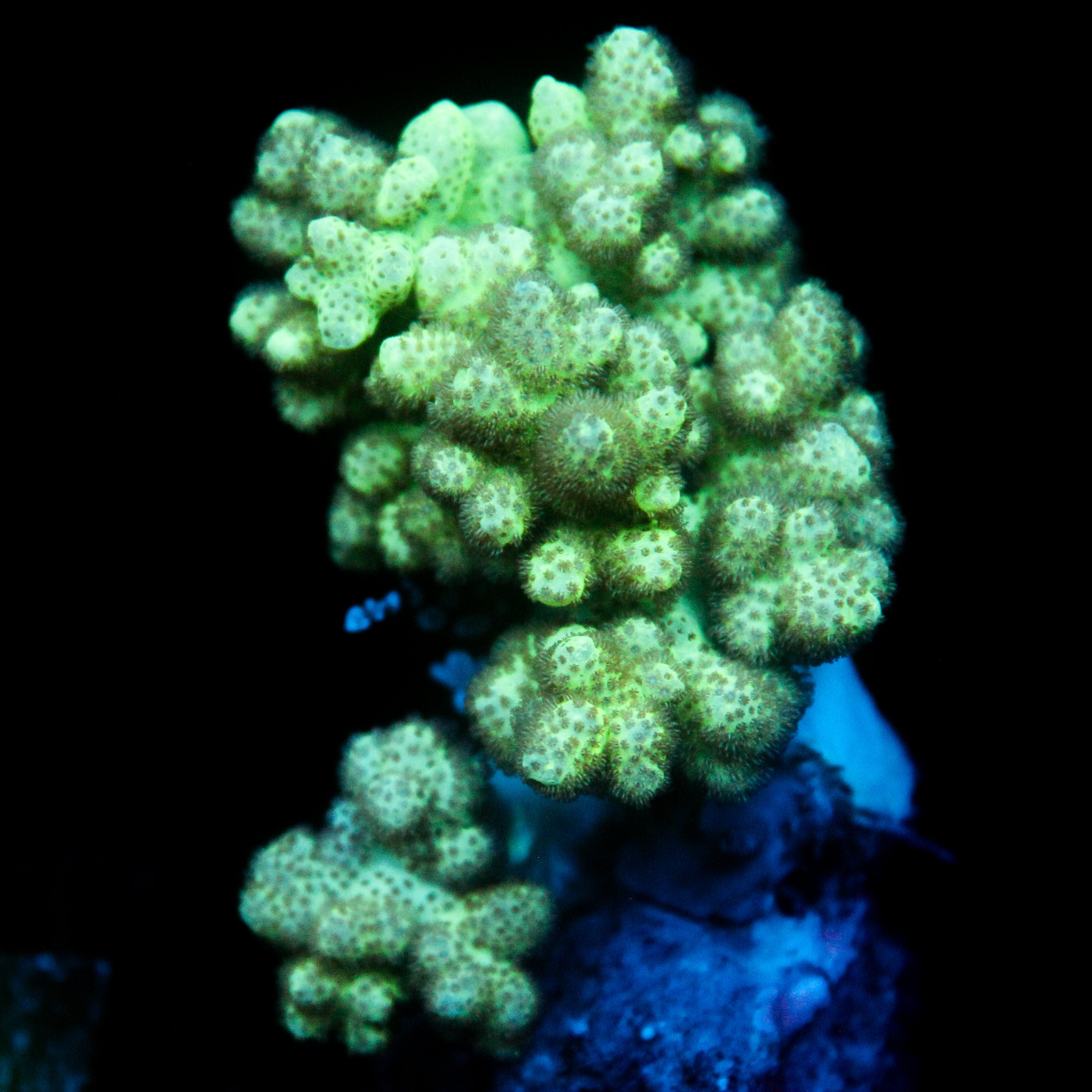 JC Green Nepthea