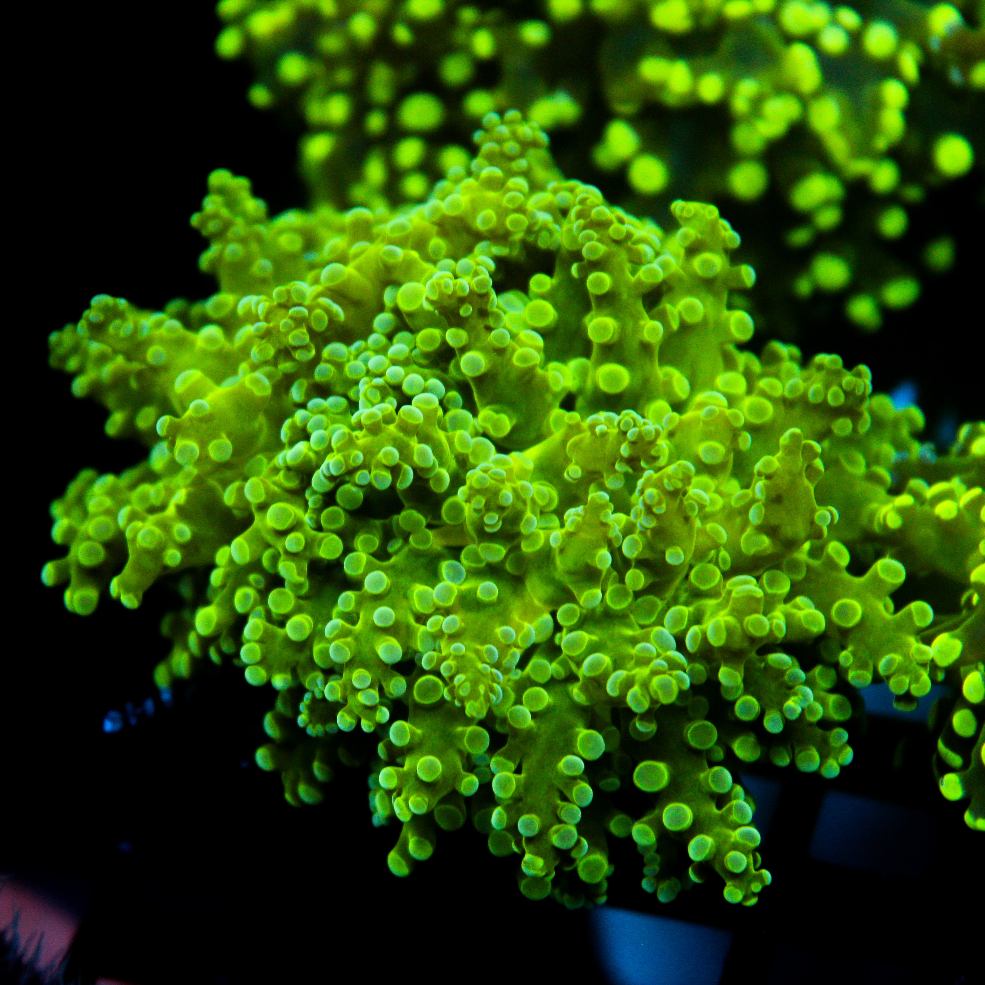 JC Fresh Breath Frogspawn