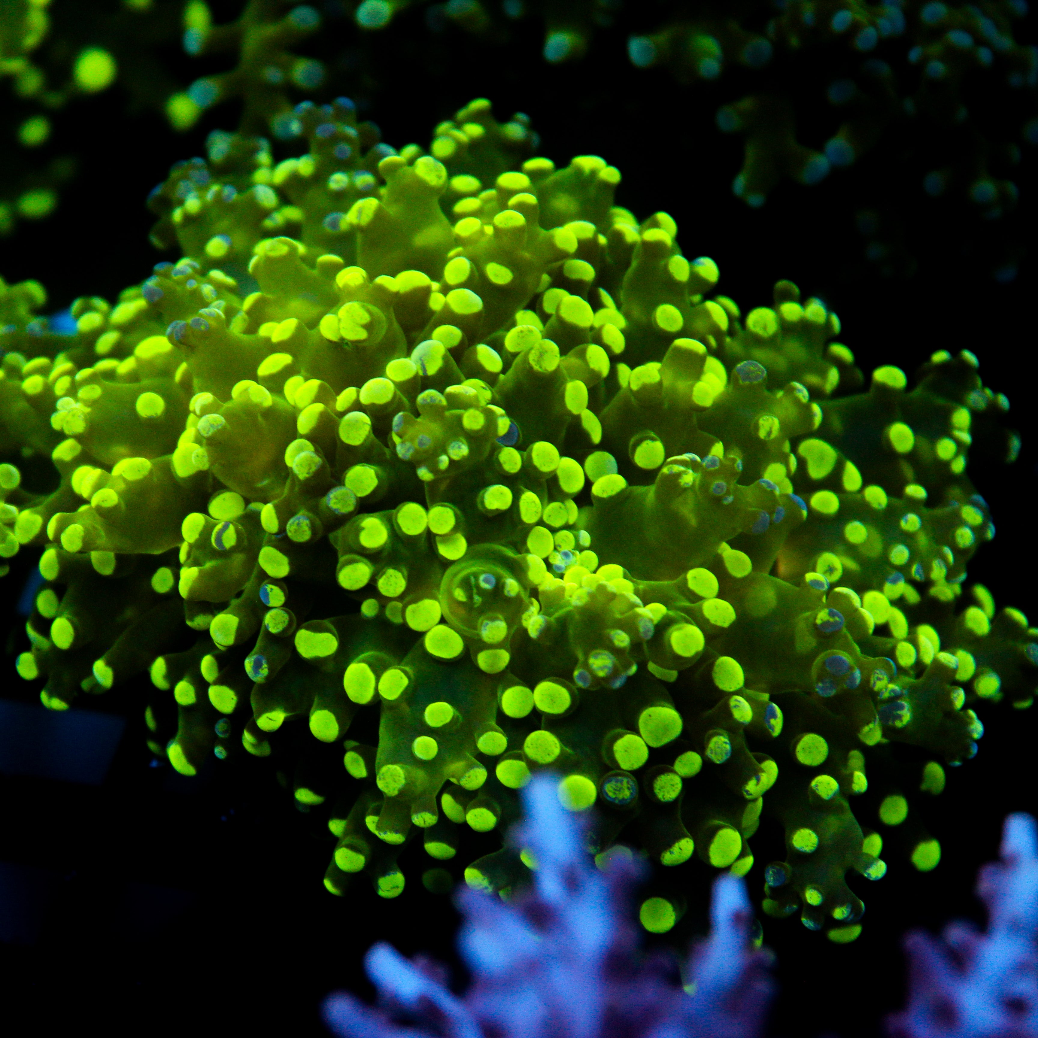 JC Splatter Frogspawn