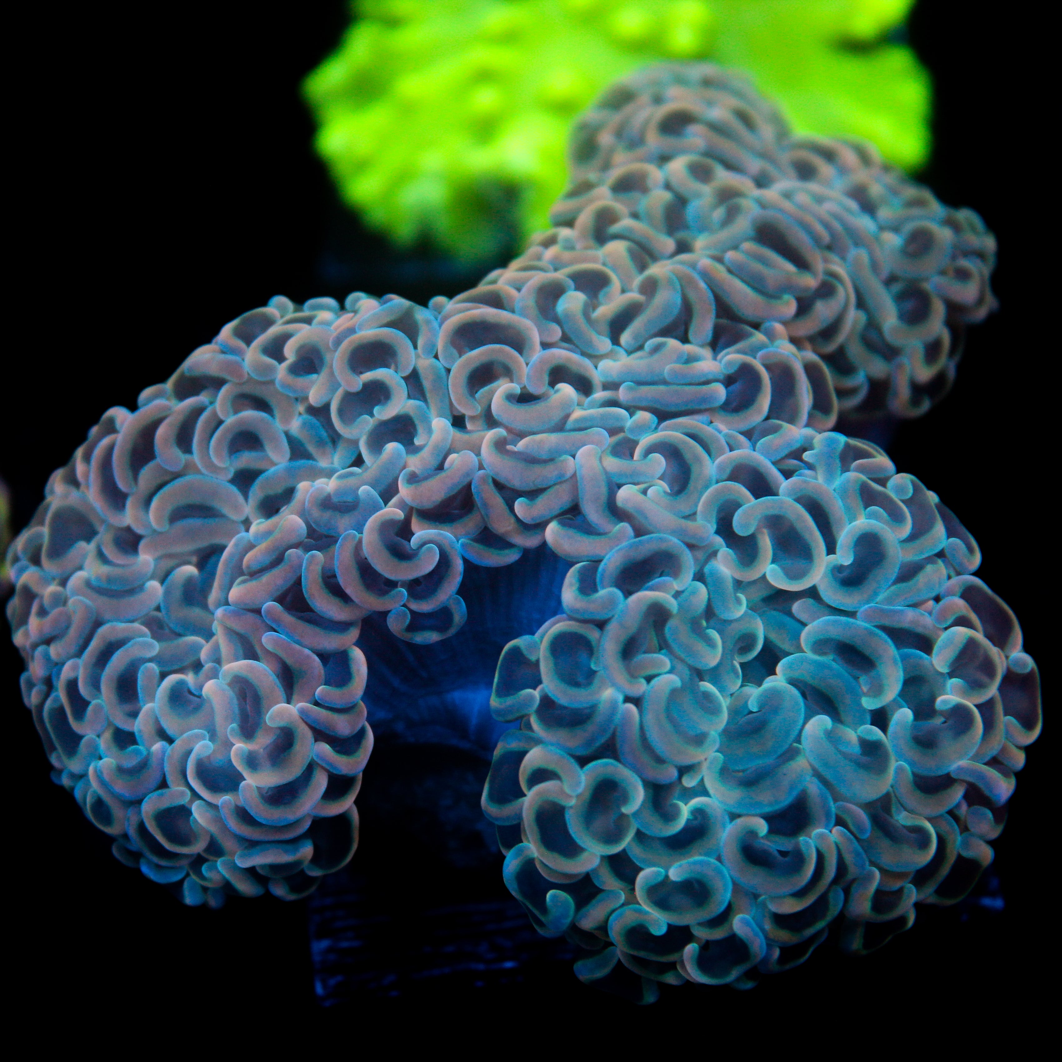 JC Beachy Vibes Wall Hammer 2"+