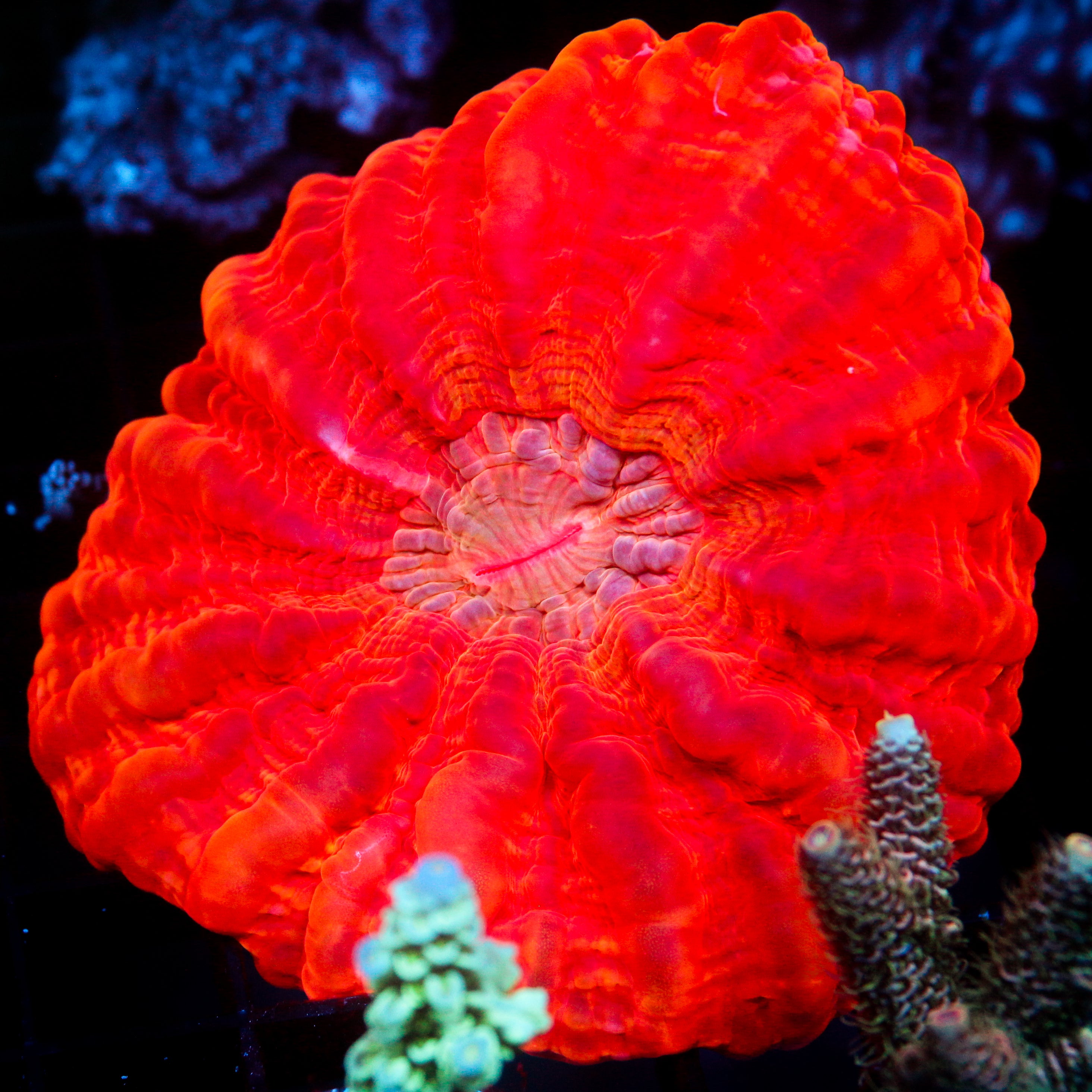 JC Candy Crush Indophyllia