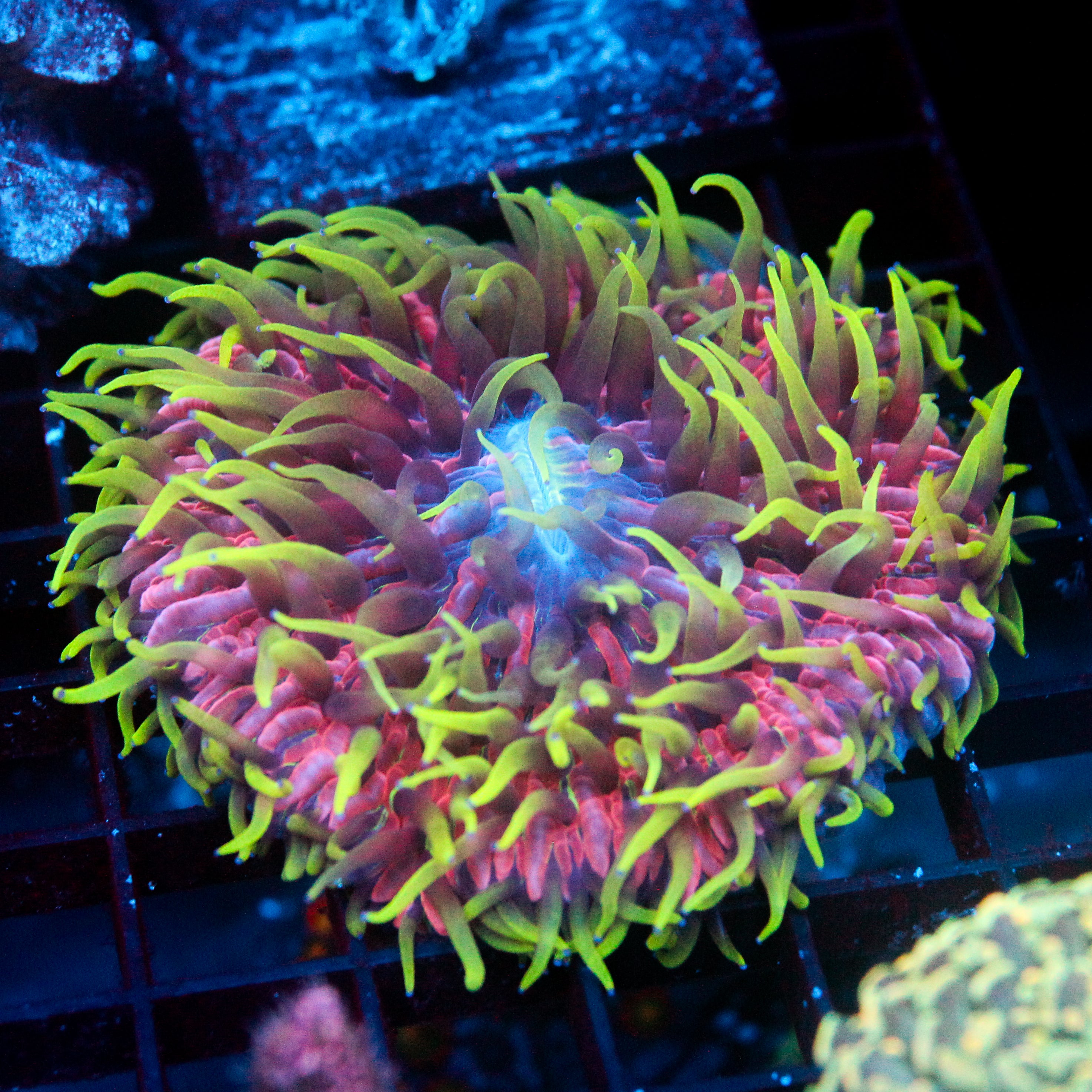 JC Ultra Violet Fungia 2"+