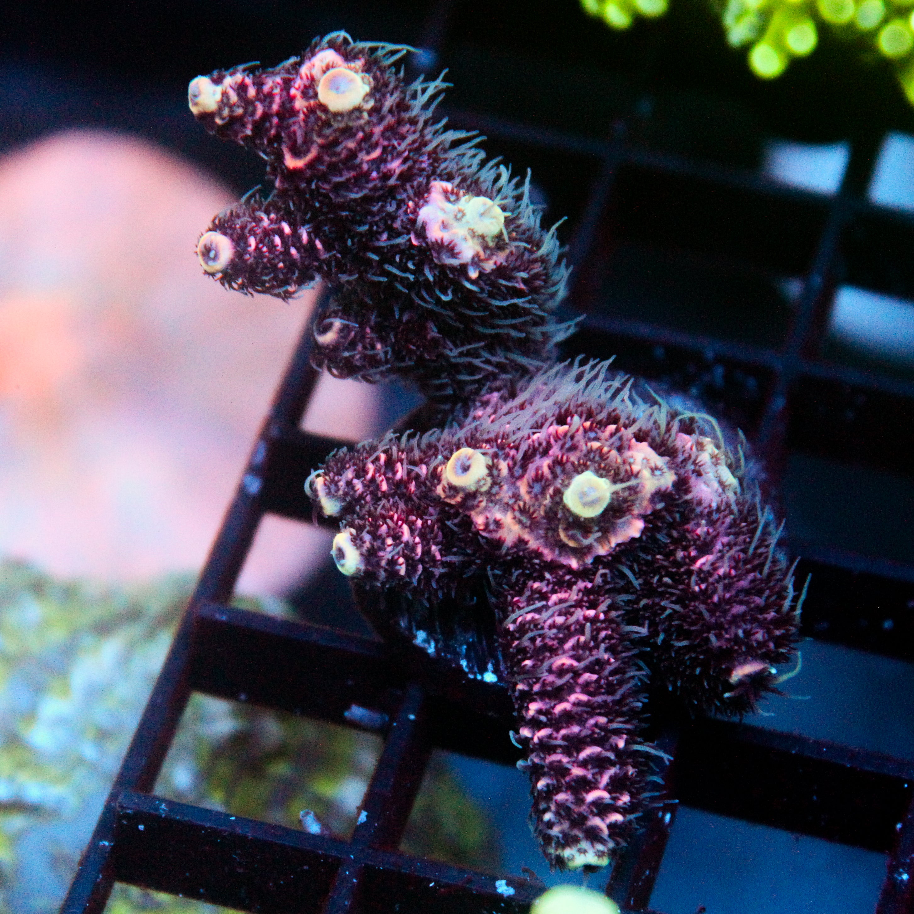 JC Hyacinth Acro