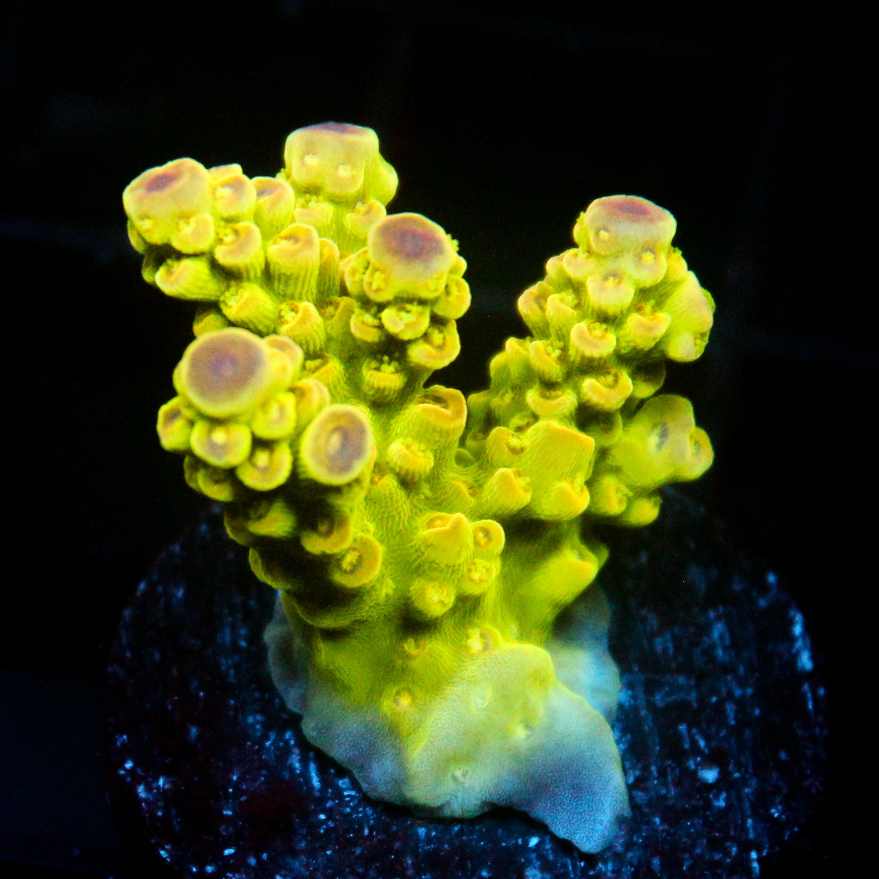 JC Electric Grove Acro