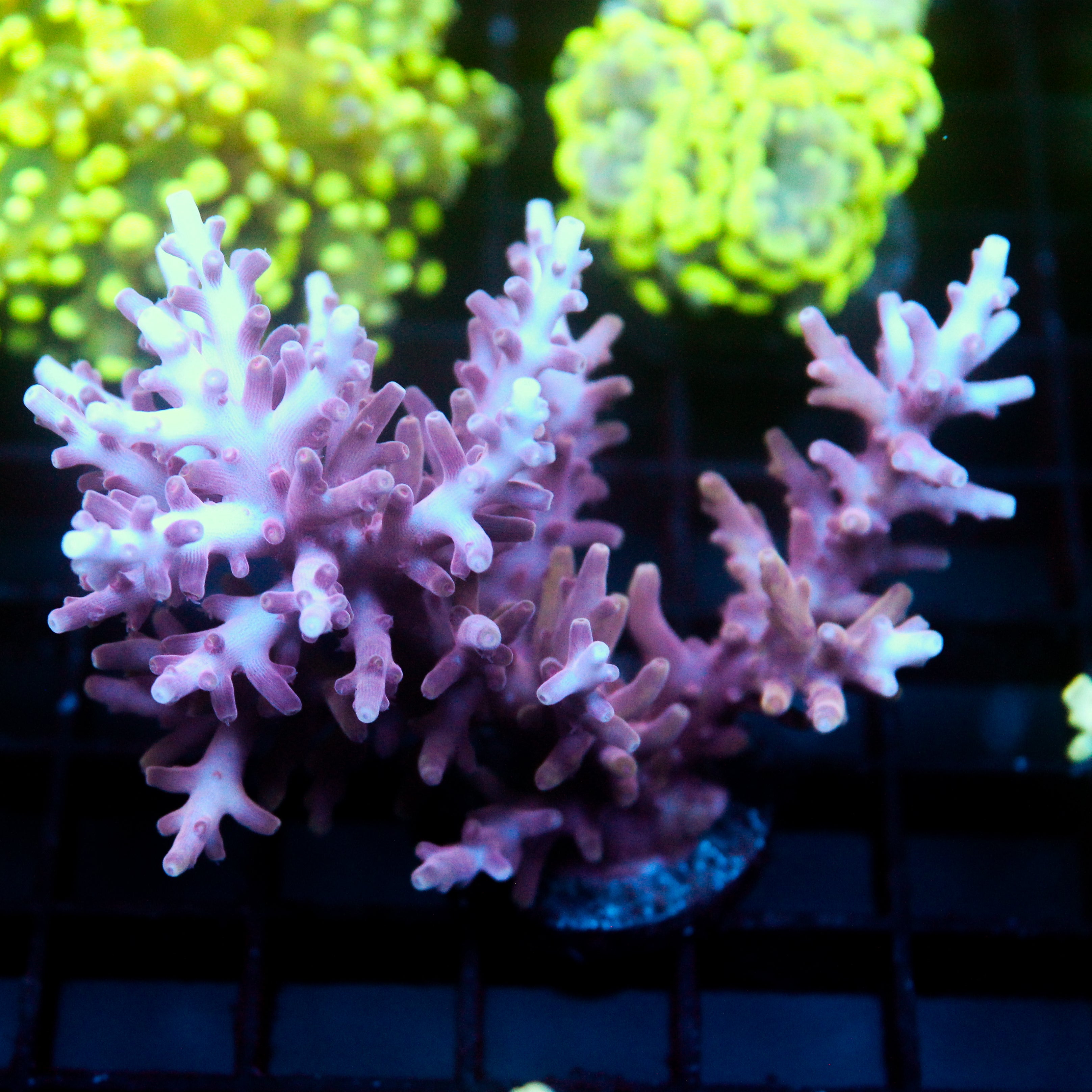 JC Pink Princess Acro (Biggg)