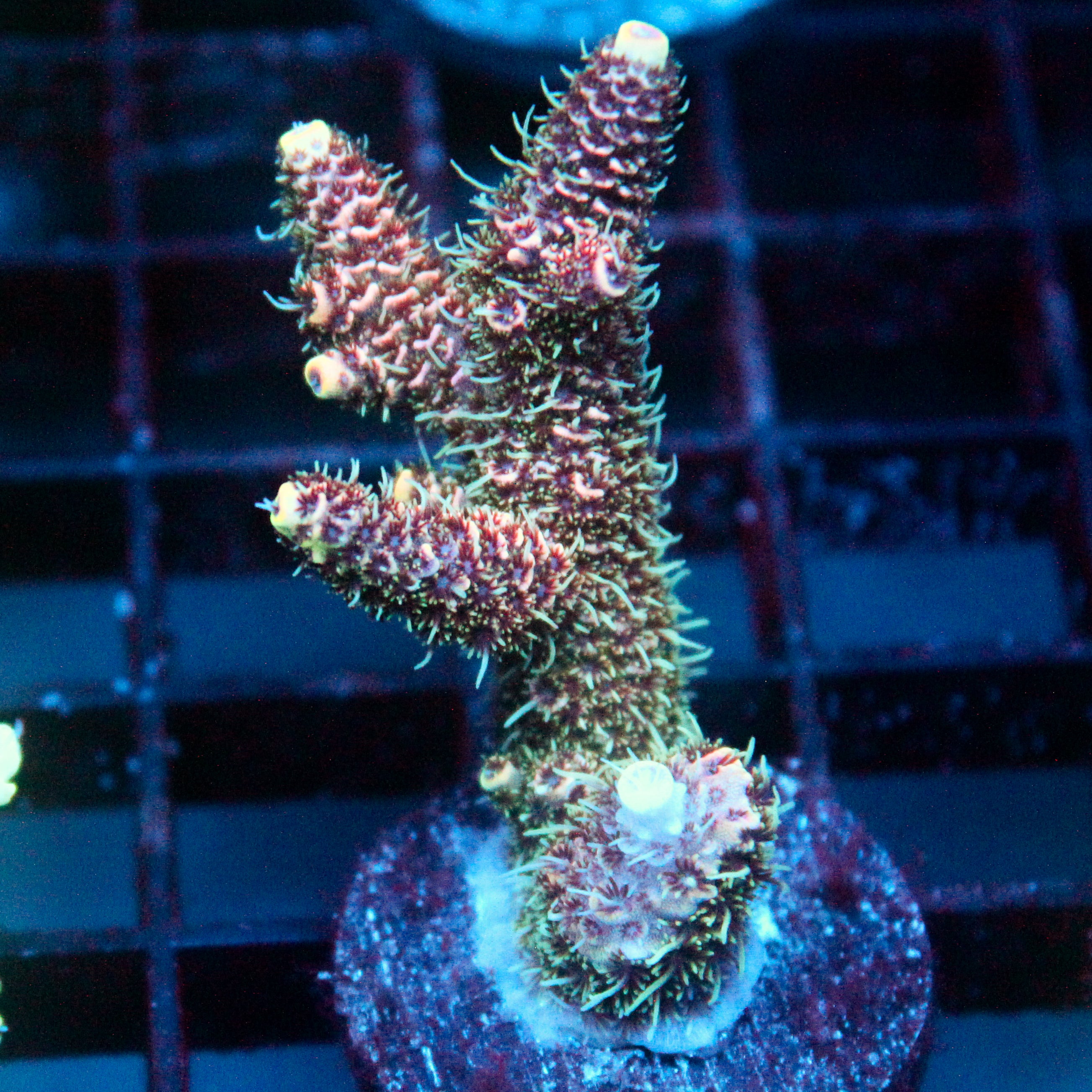 JC Peach Fuzz Acro