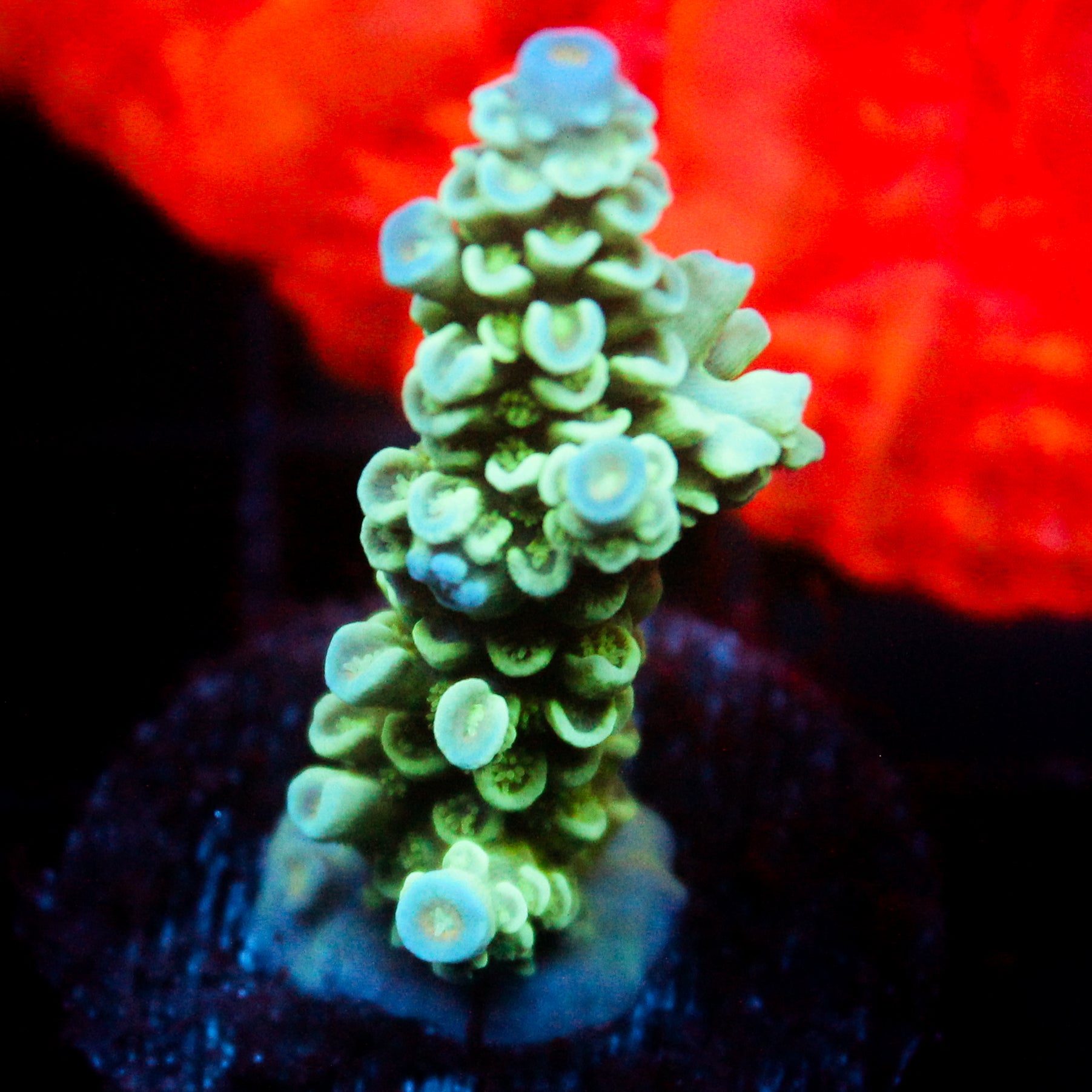 JC Green Demon Acro