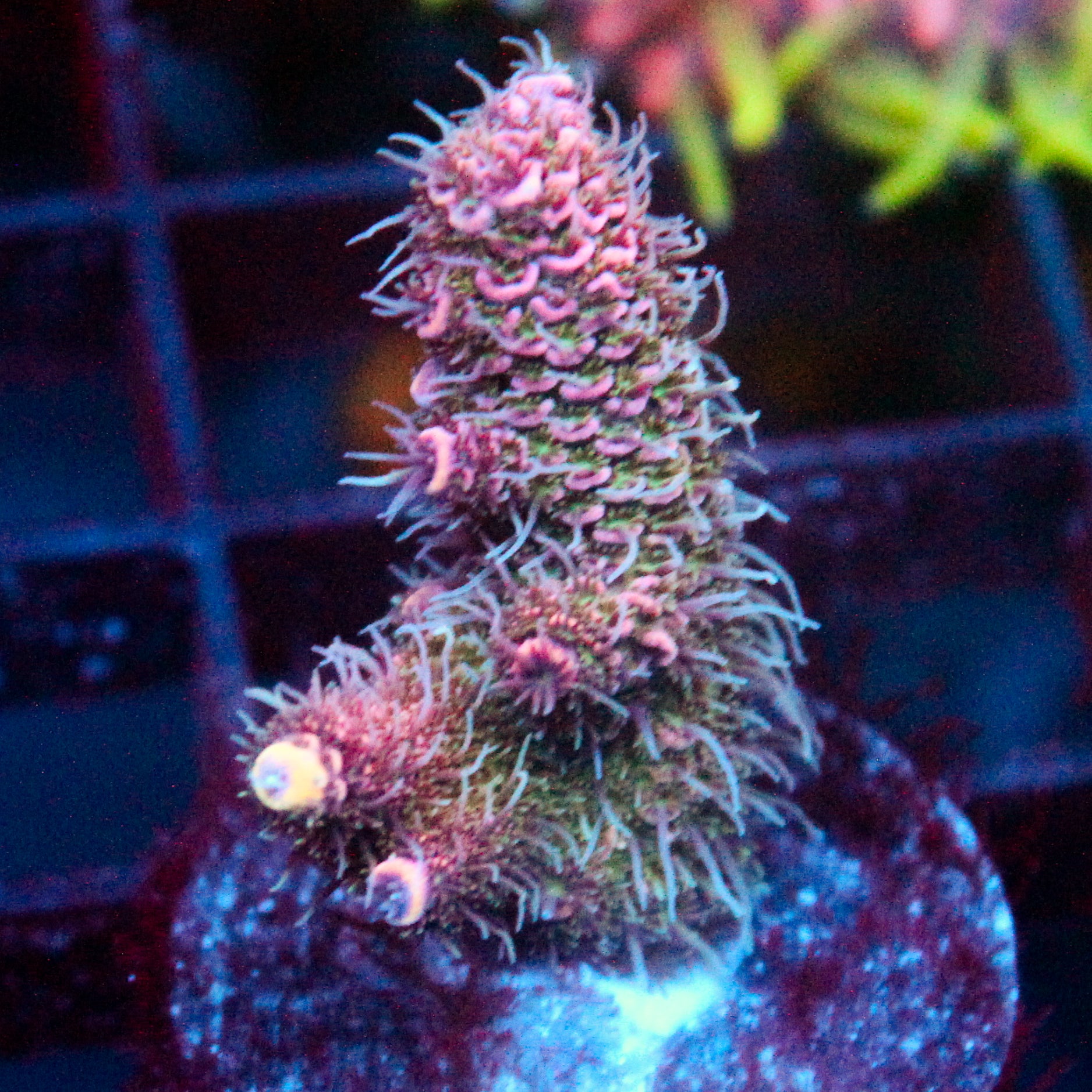 JC Enchantress Acro