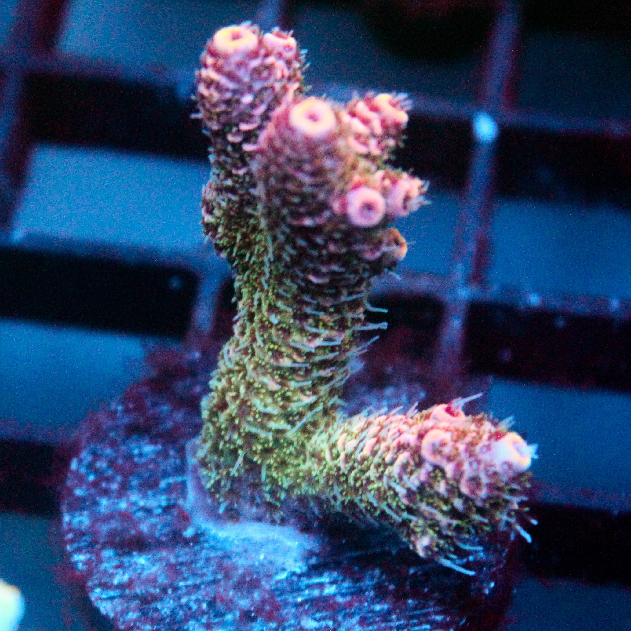 JC Enchantress Acro