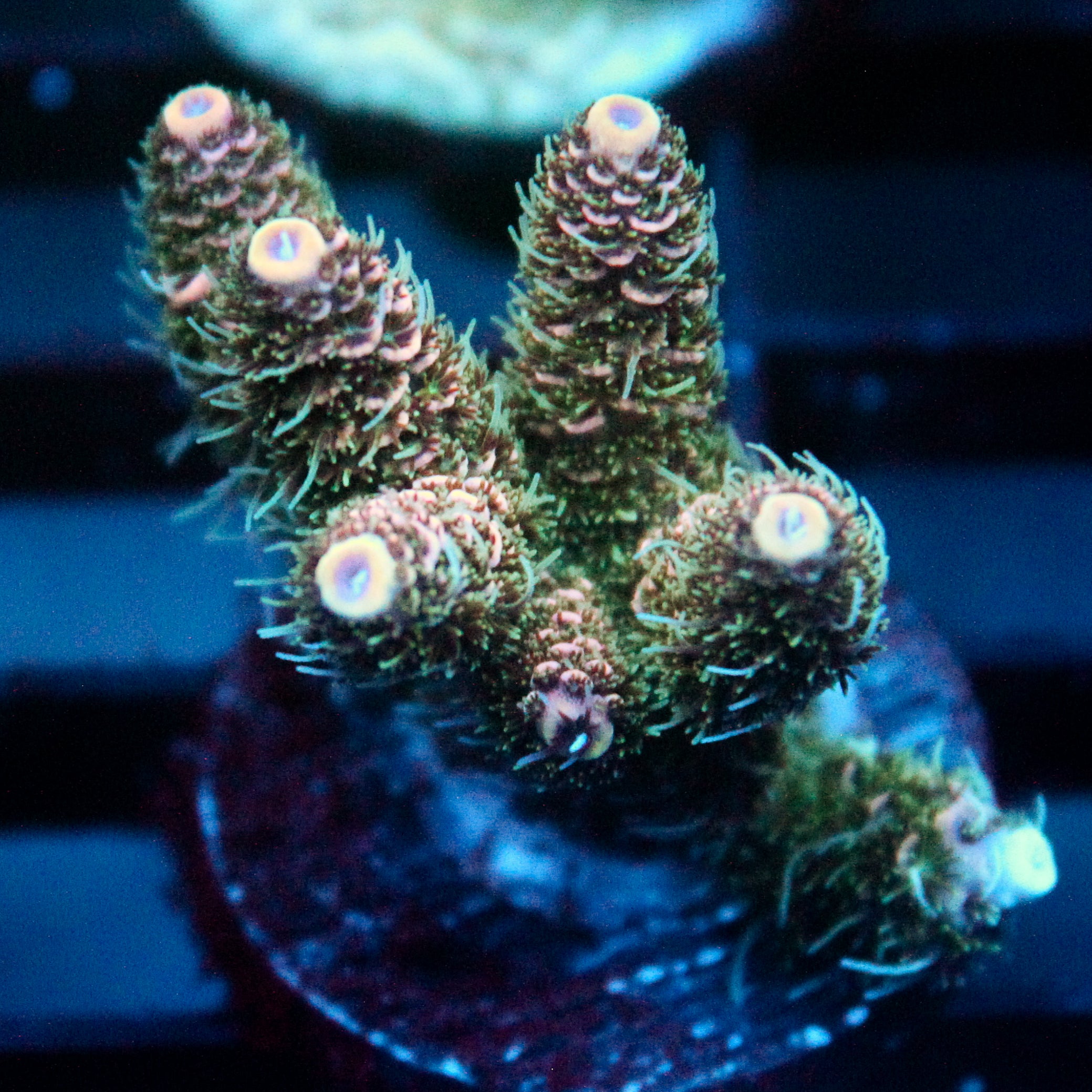 JC Peach Fuzz Acro