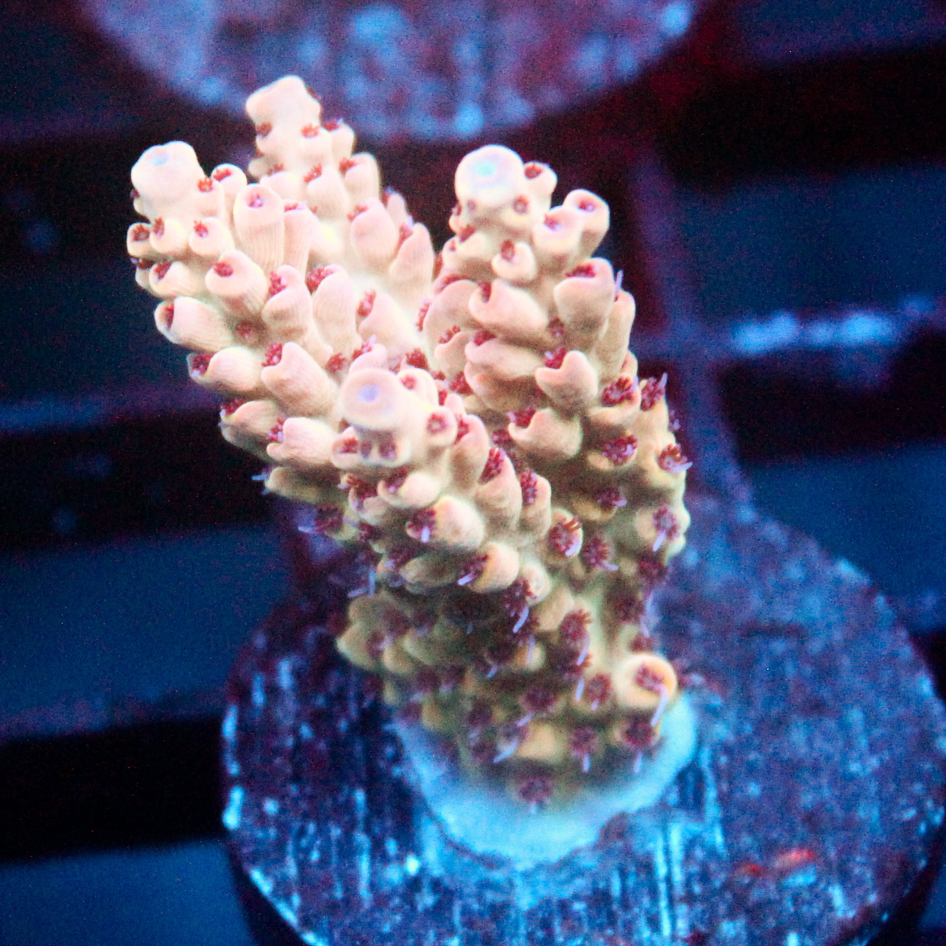 JC Pink Whisper Acro