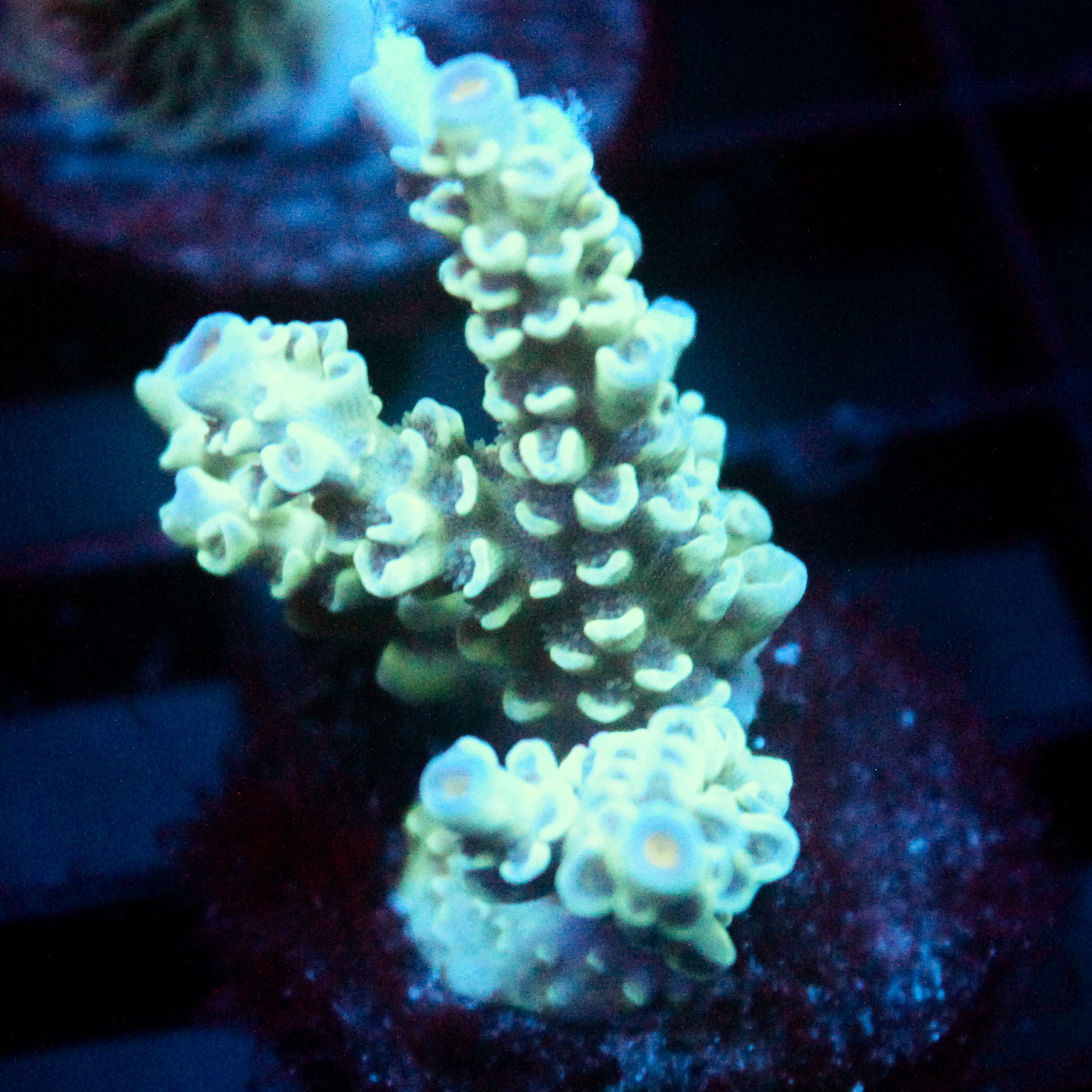 JC Blue Demon Acro