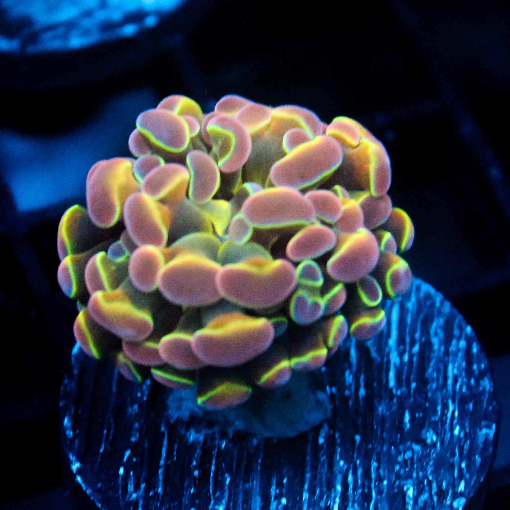 JC Ultra Hologram Hammer