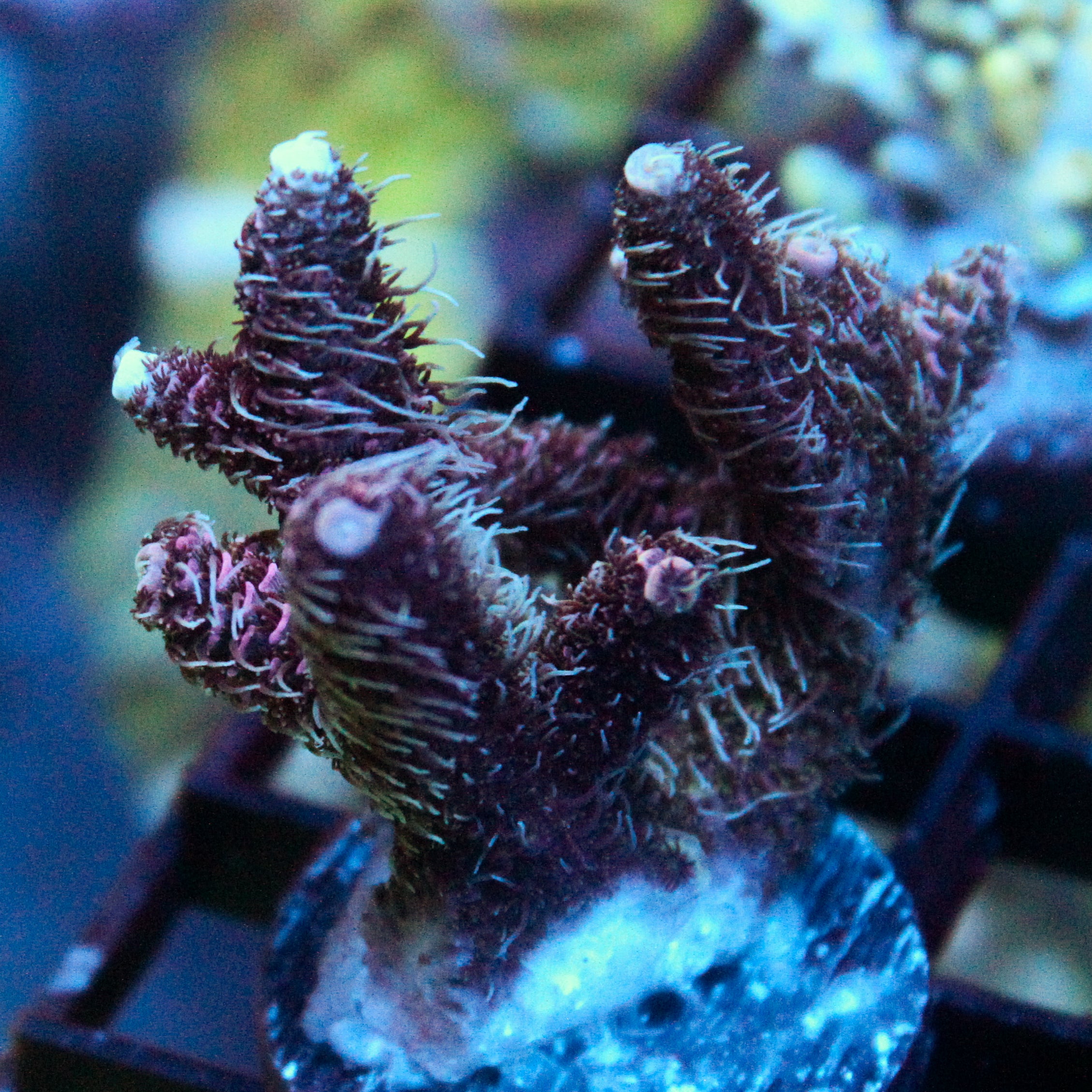 JC Pink Flow Acro
