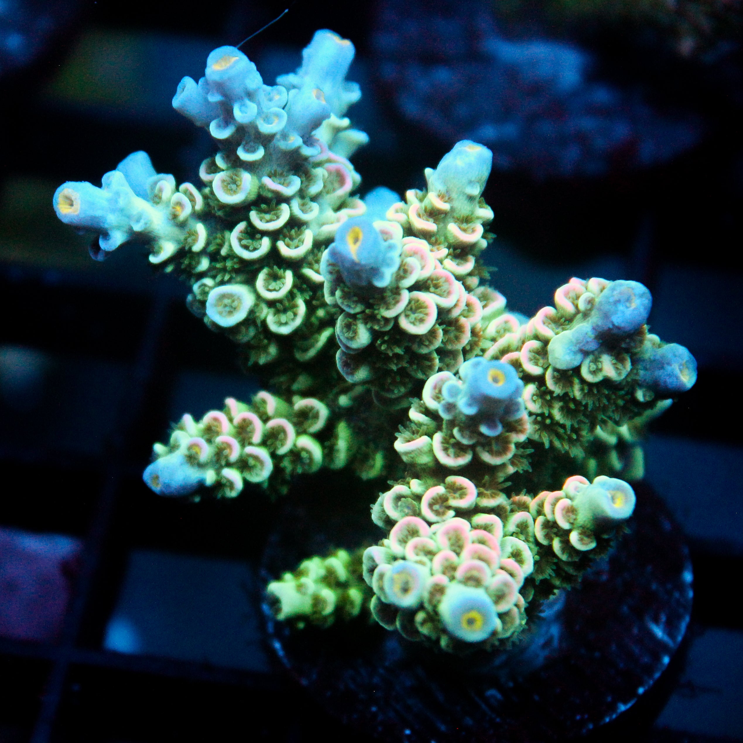 JC Petals Acro