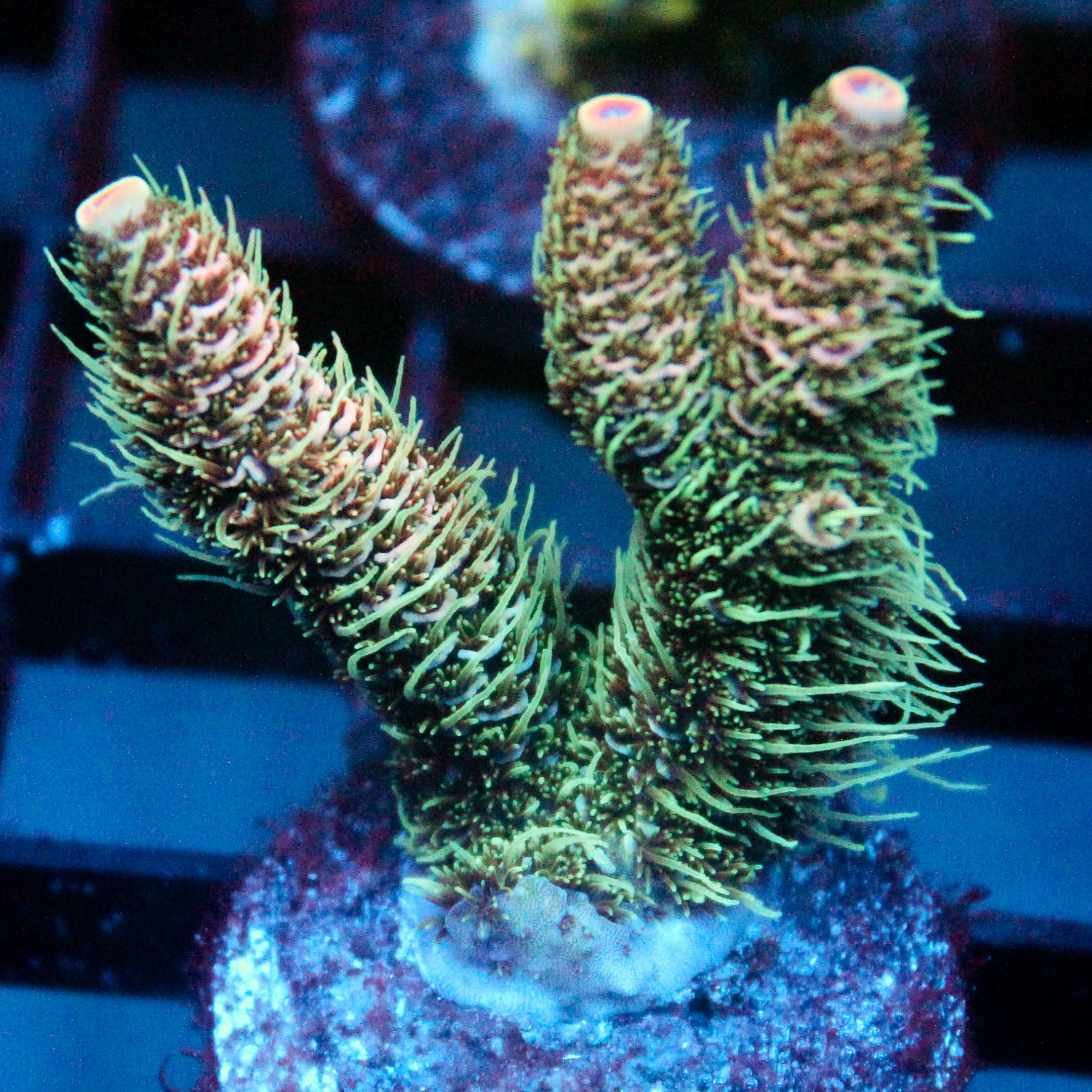 JC Peach Fuzz Acro