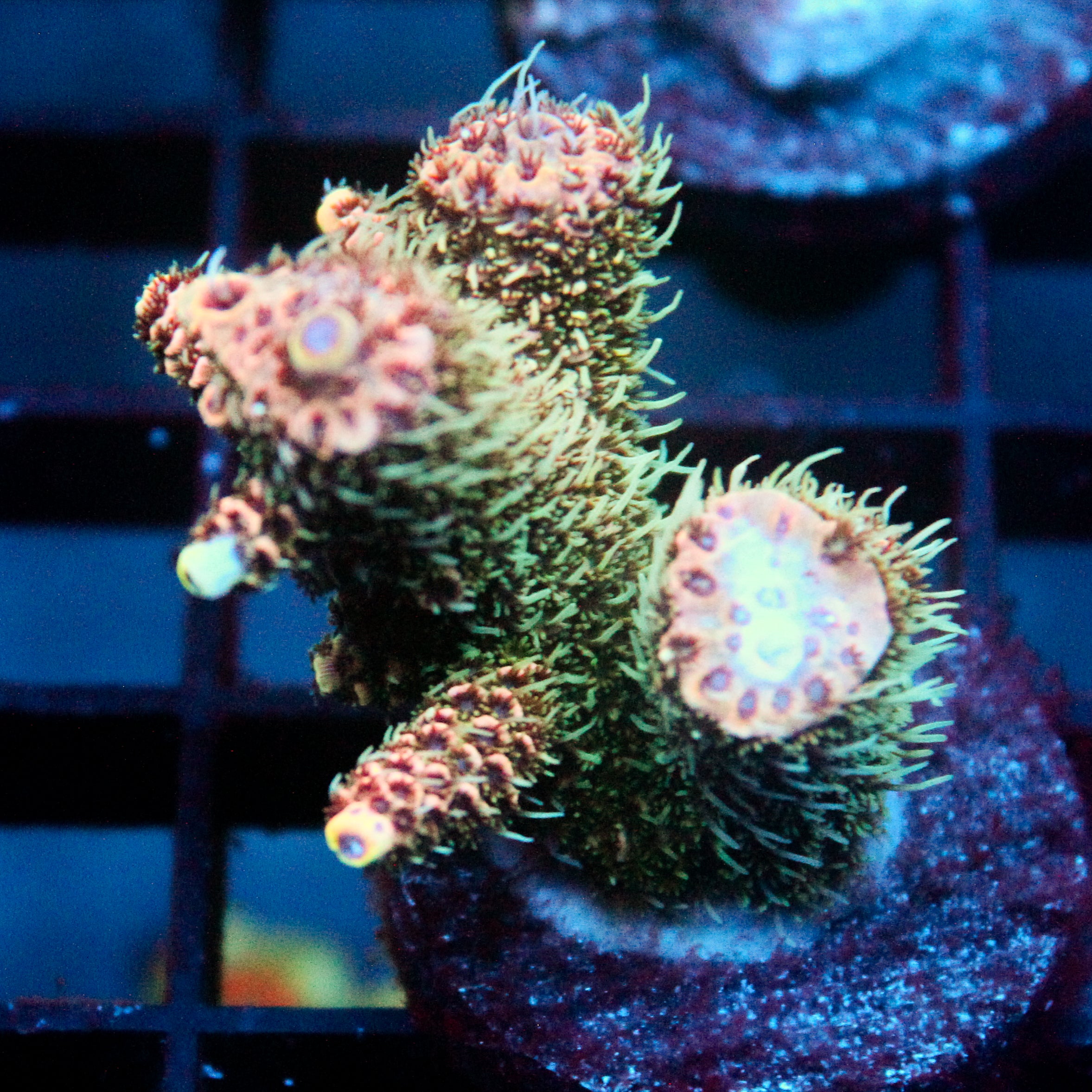 JC Cactus Cooler Acro