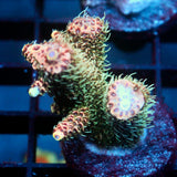 JC Cactus Cooler Acro