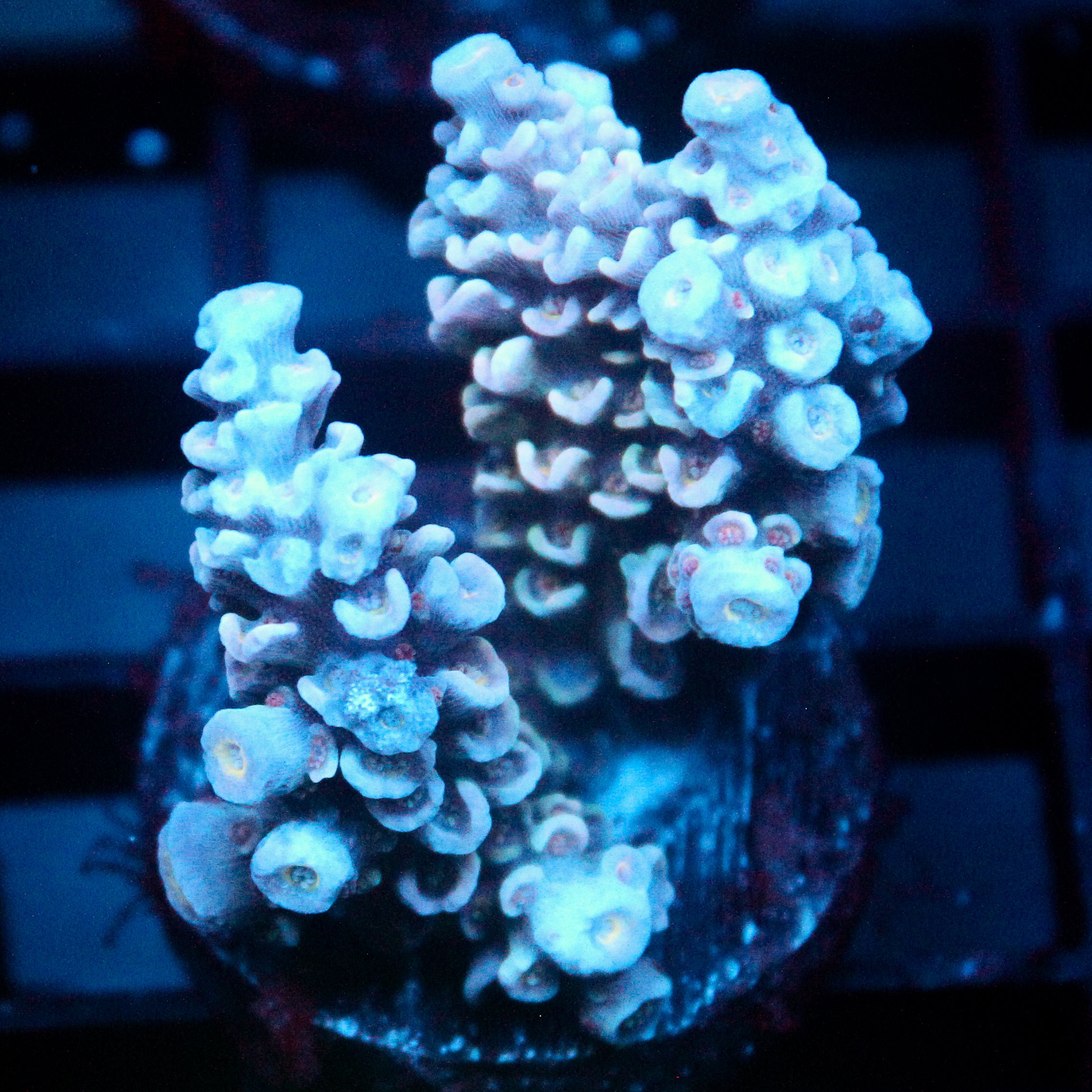 JC Blue Demon Acro