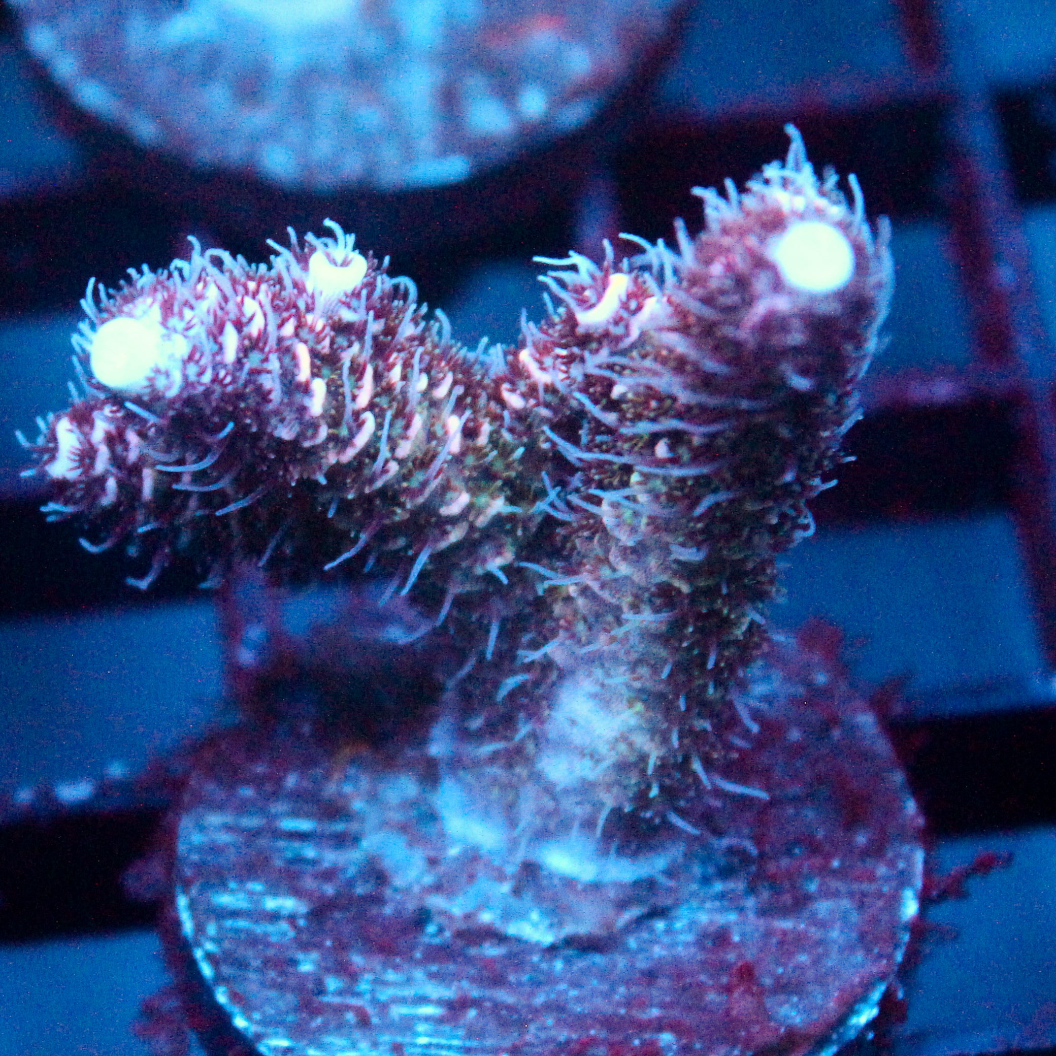 JC Purple Flux Acro
