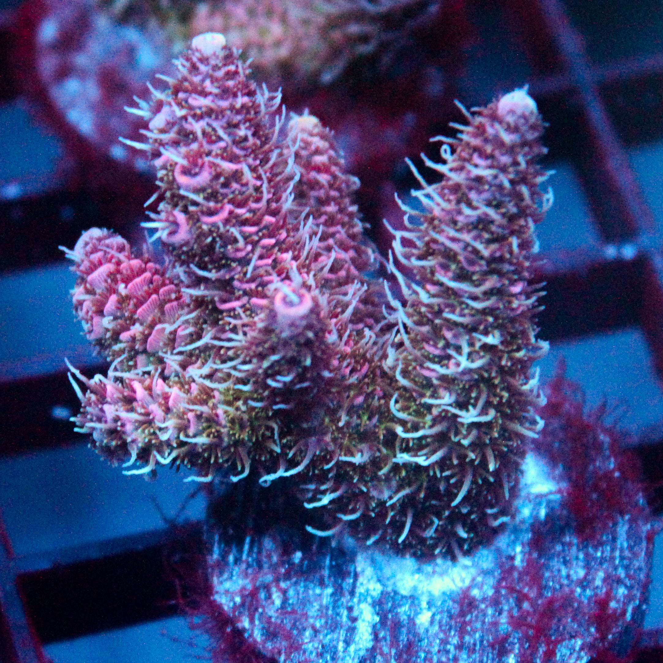 JC Enchantress Acro
