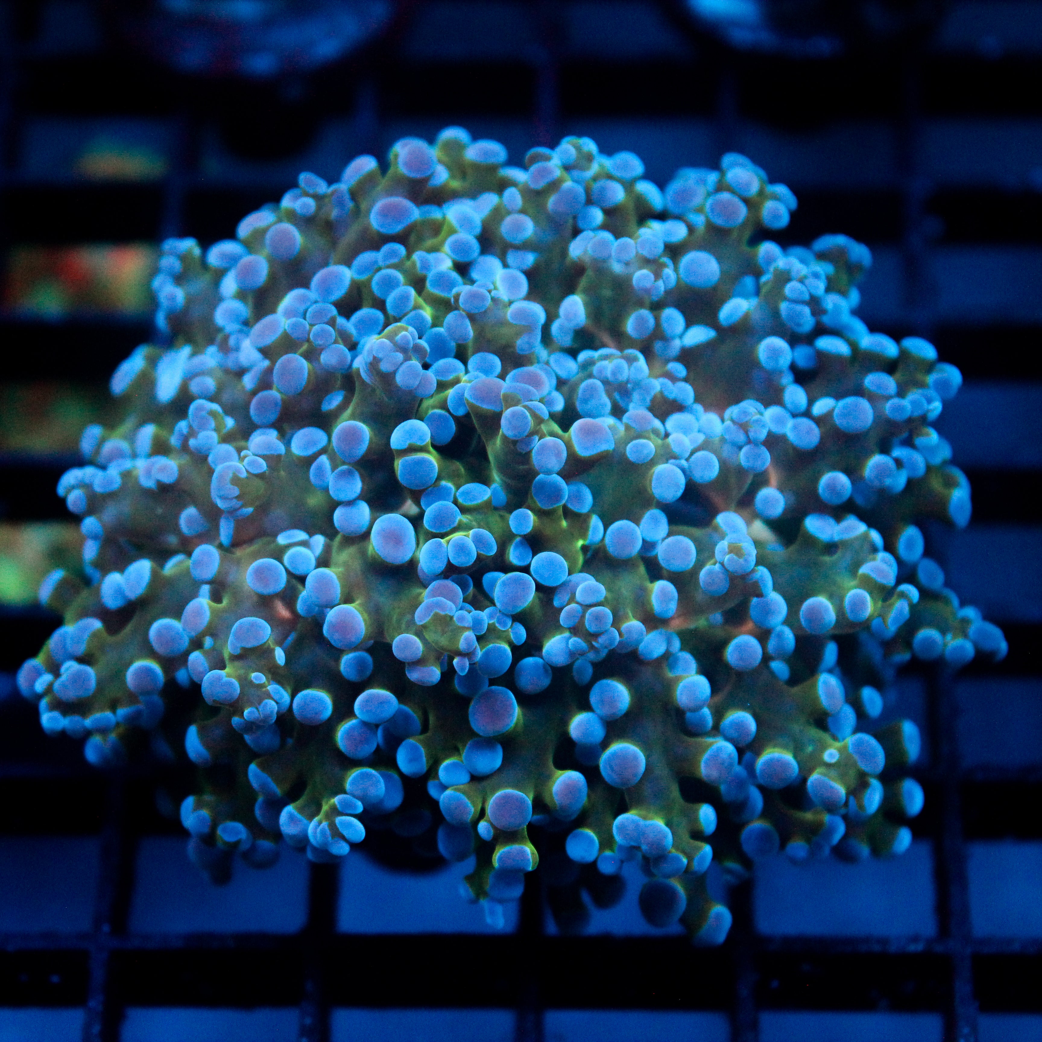 JC Royal Jelly Frogspawn (1/1 from growout)
