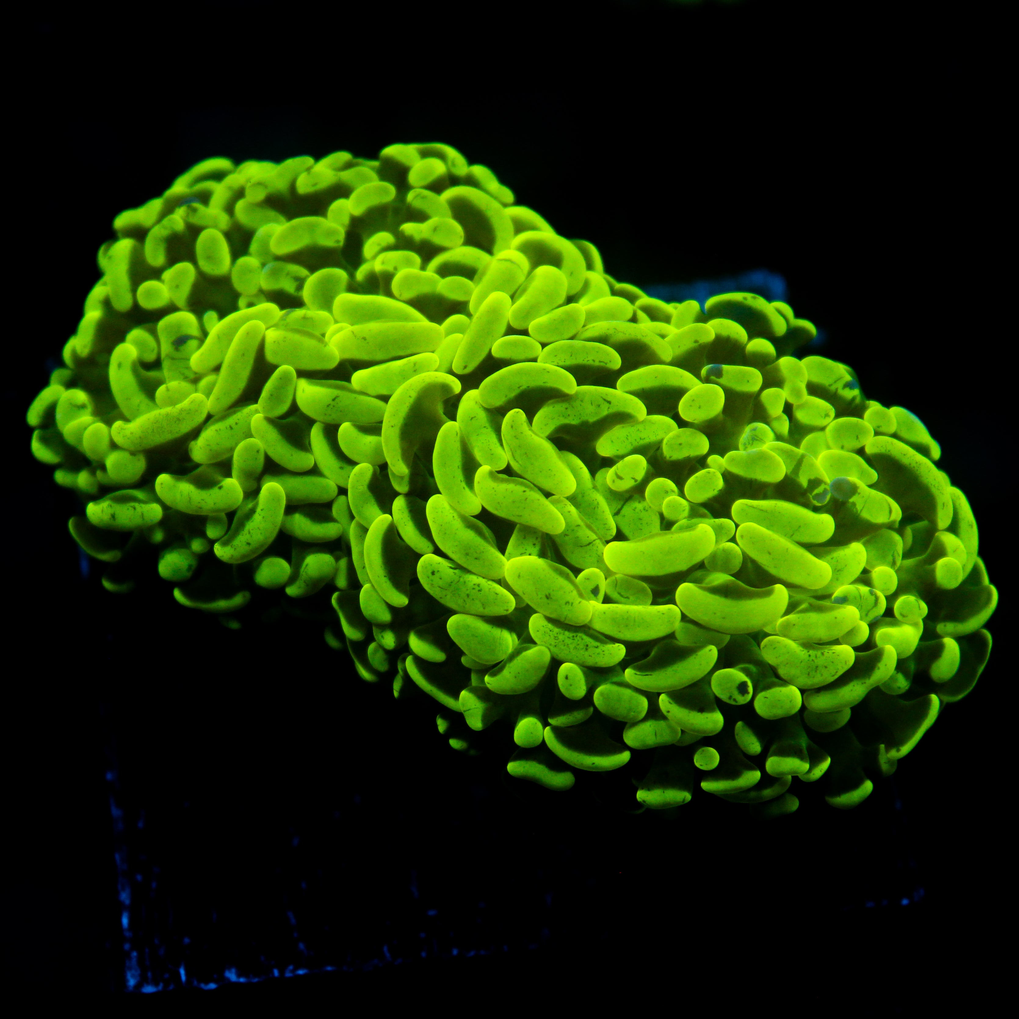 JC Neon Green Wall Hammer 2"