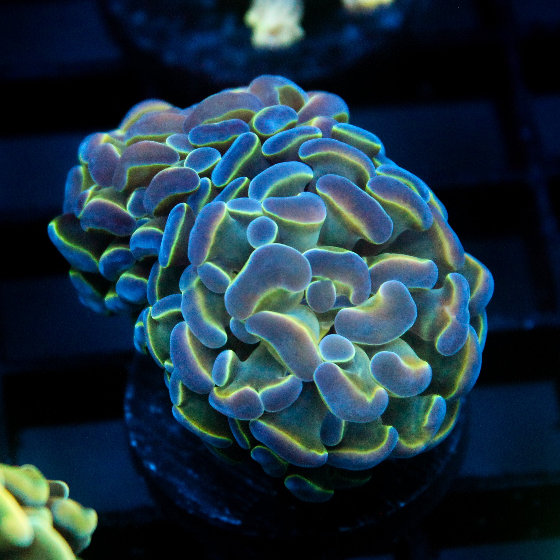 JC Hologram Hammer