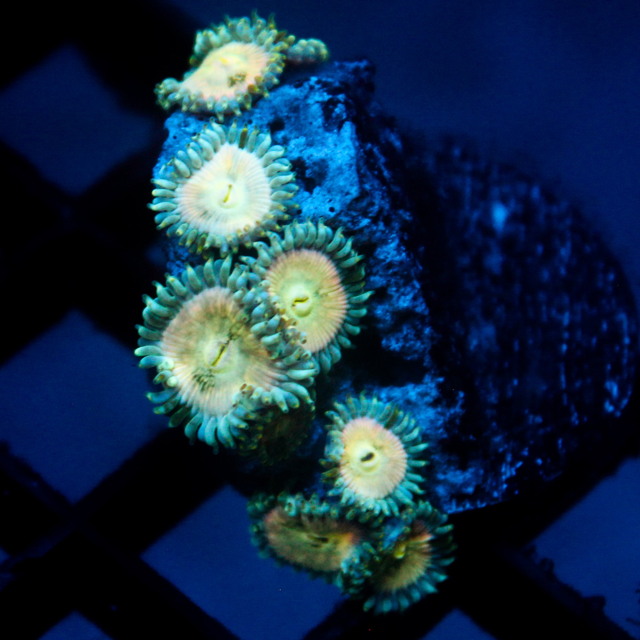 JC Hawaiian Ding Dang Zoanthid