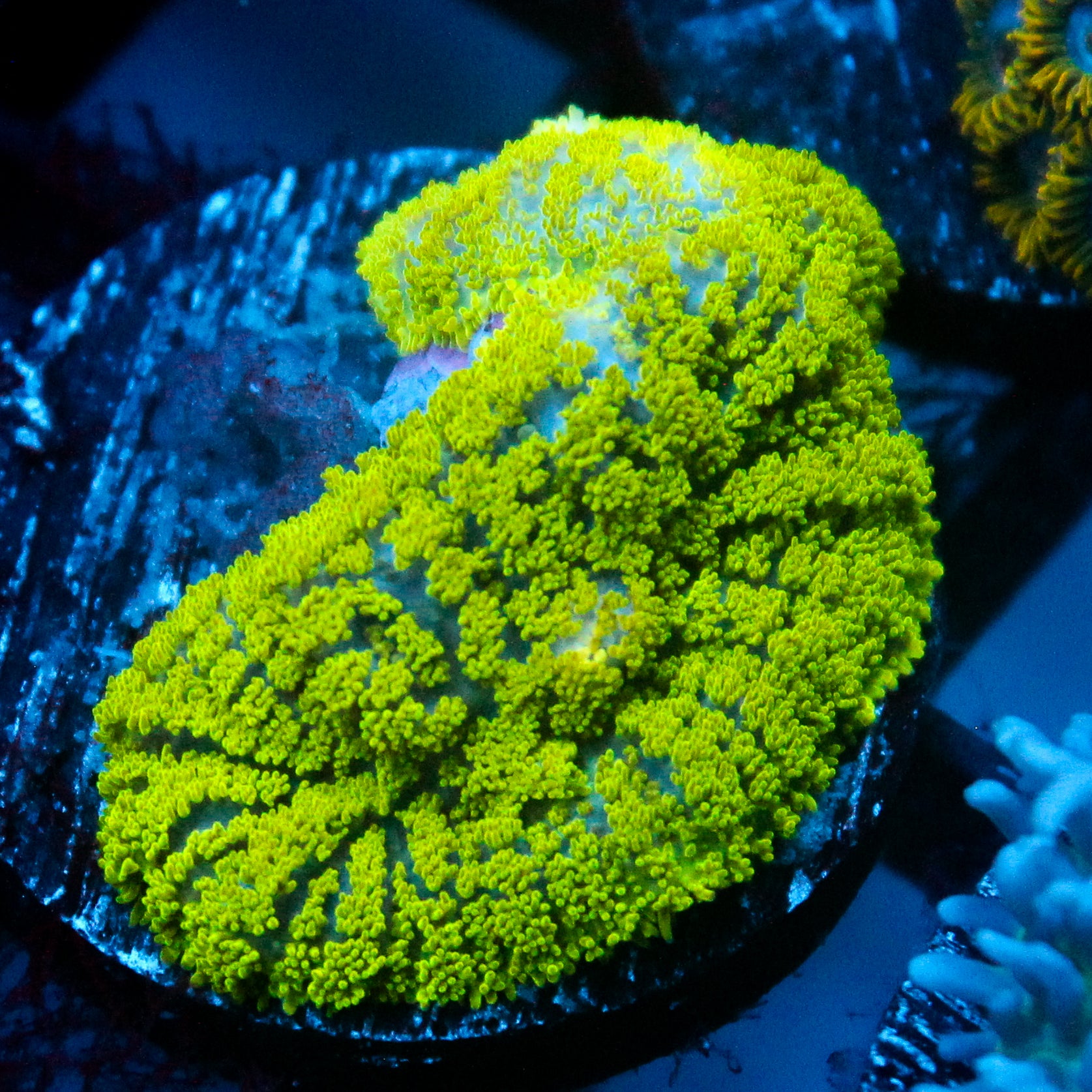 JC Neon Green Rhodactis